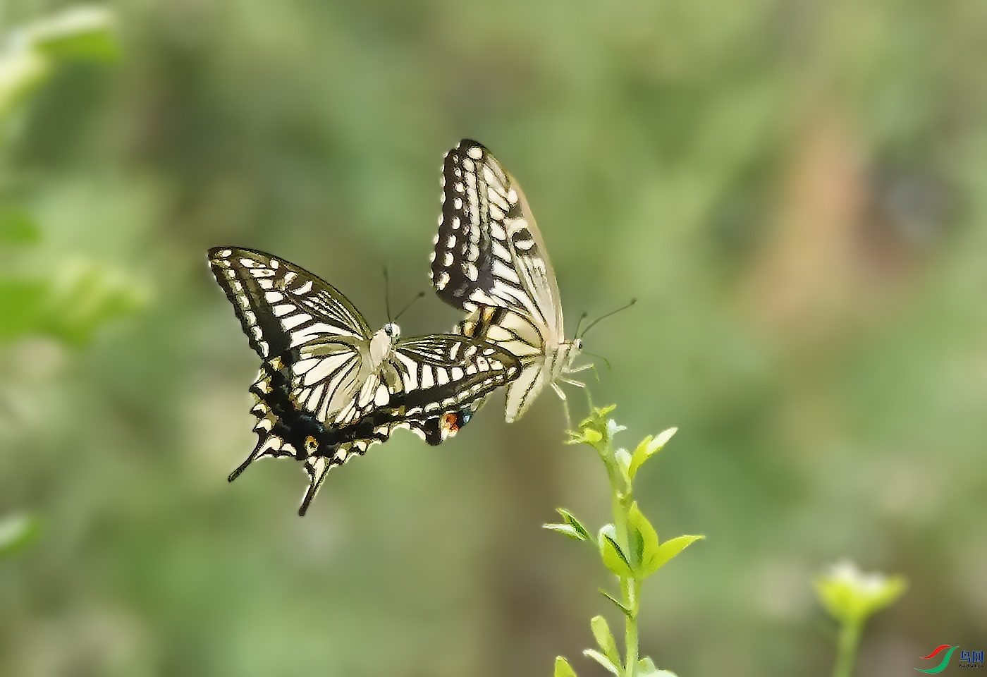 DSC06478 ����.jpg