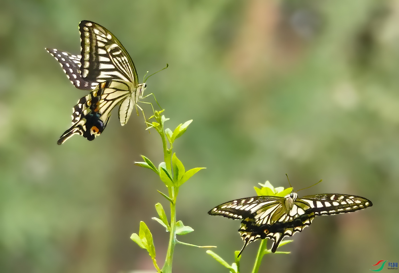 DSC06472 ����.jpg