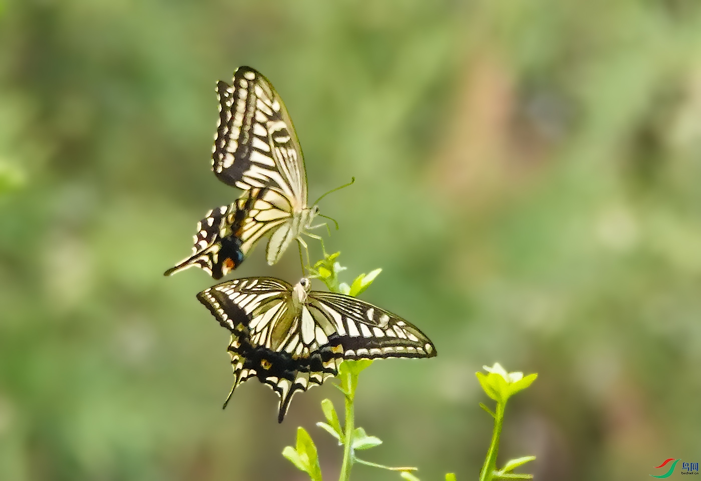 DSC06476 ����.jpg