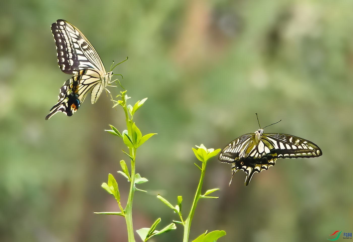 DSC06467 ����.jpg