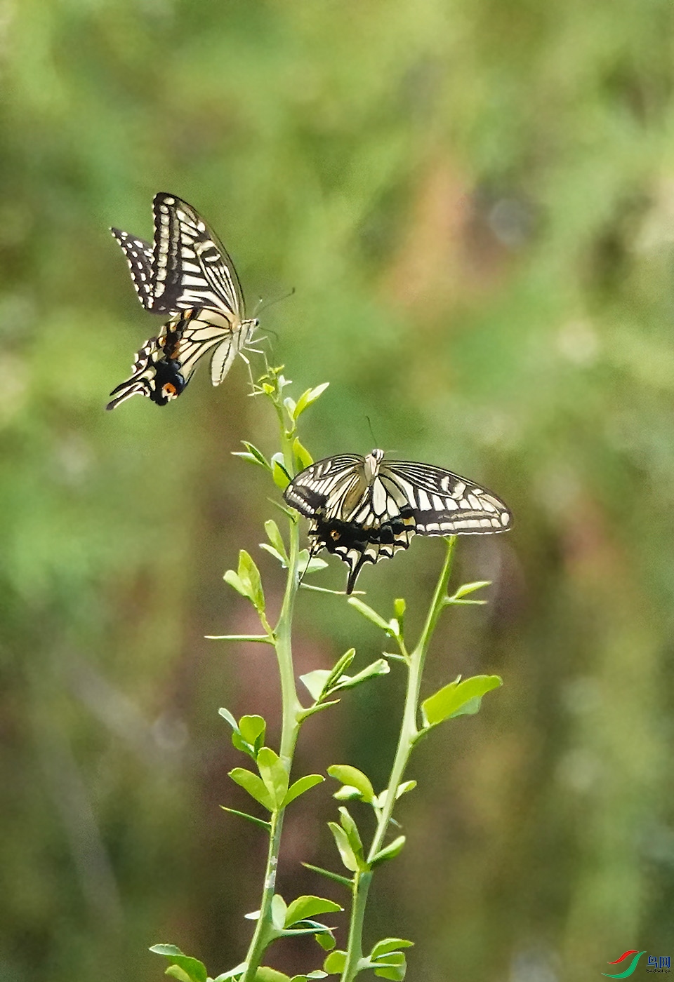 DSC06474 ����.jpg