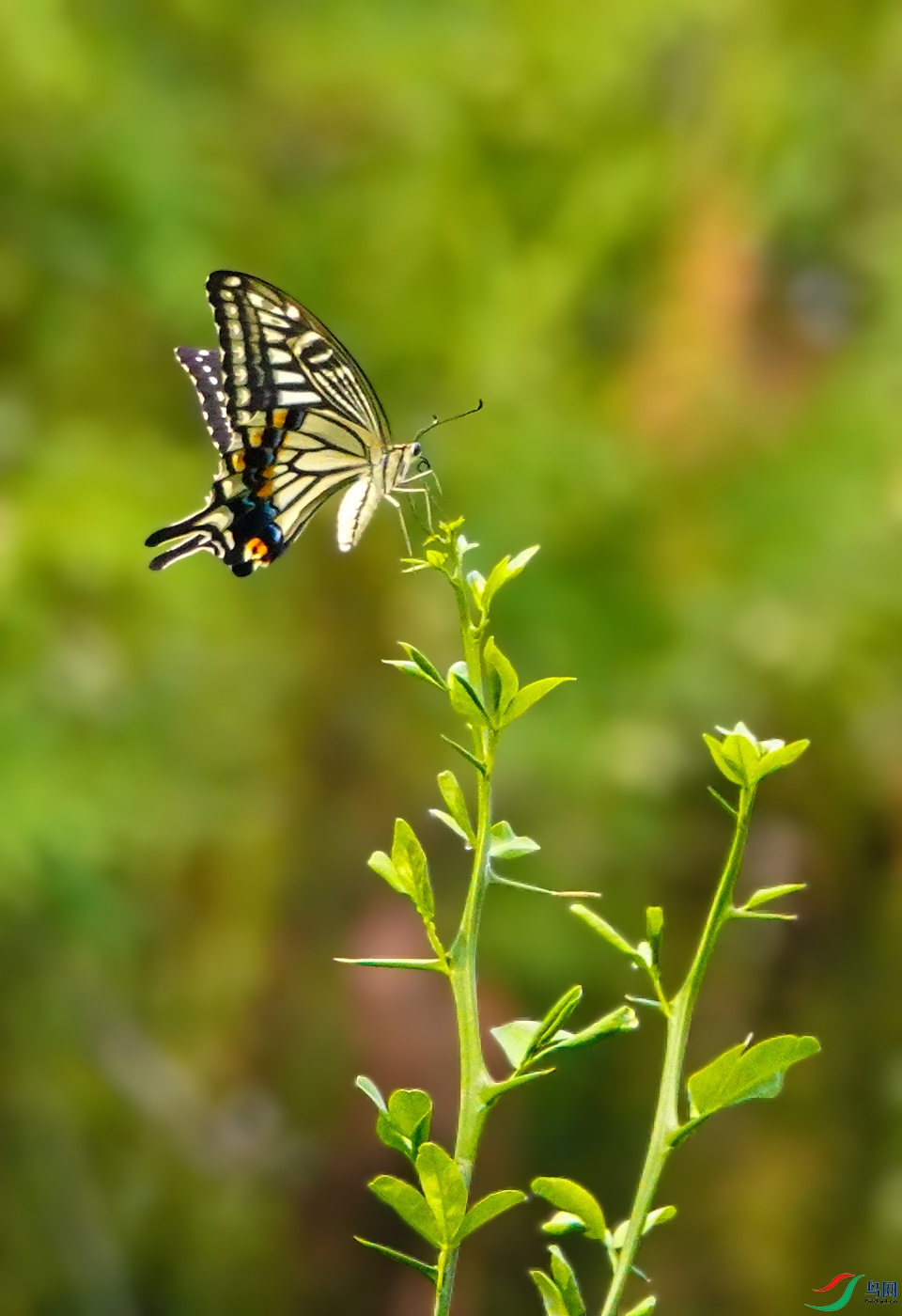 DSC06496 ����.jpg