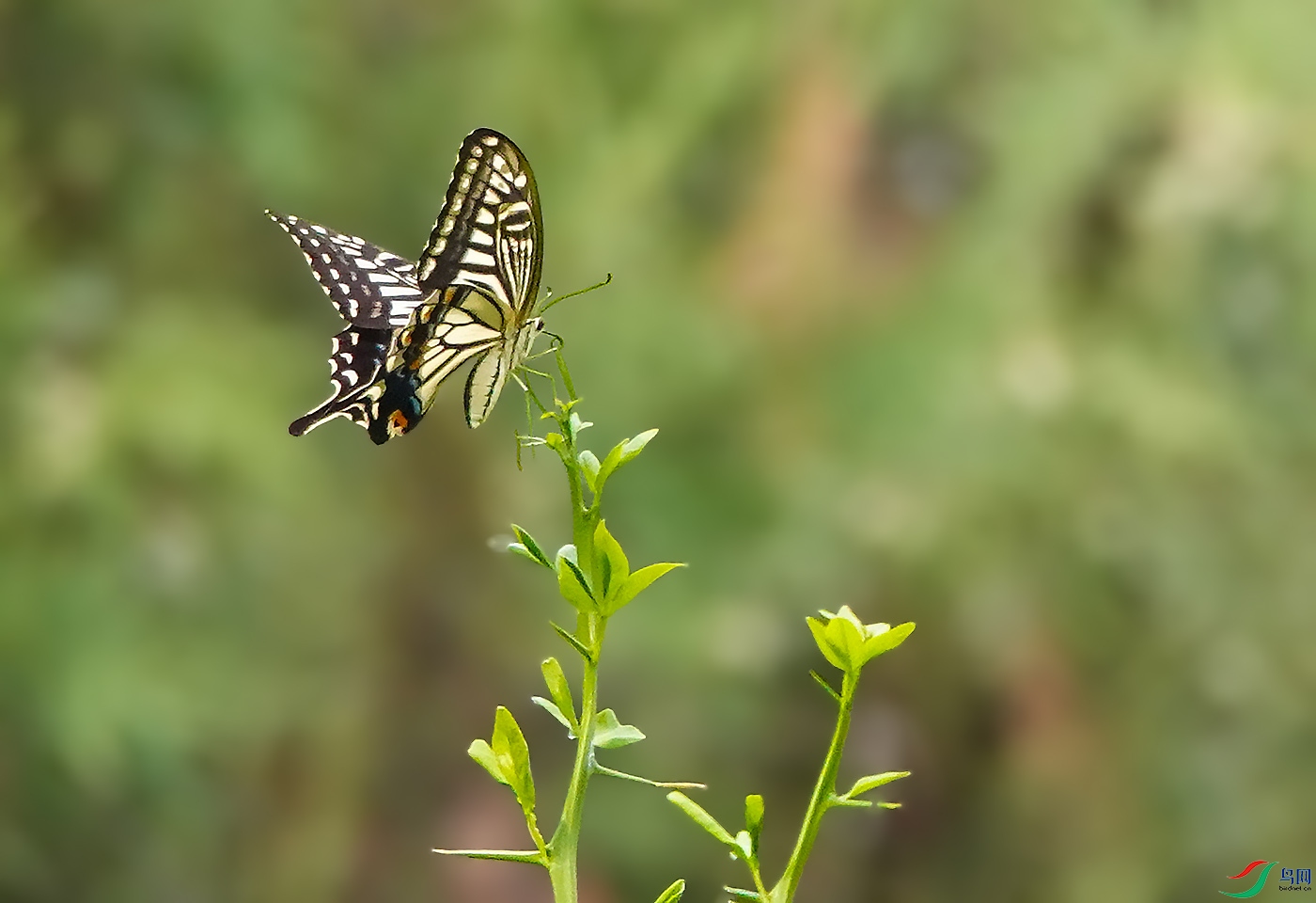 DSC06481 ����.jpg