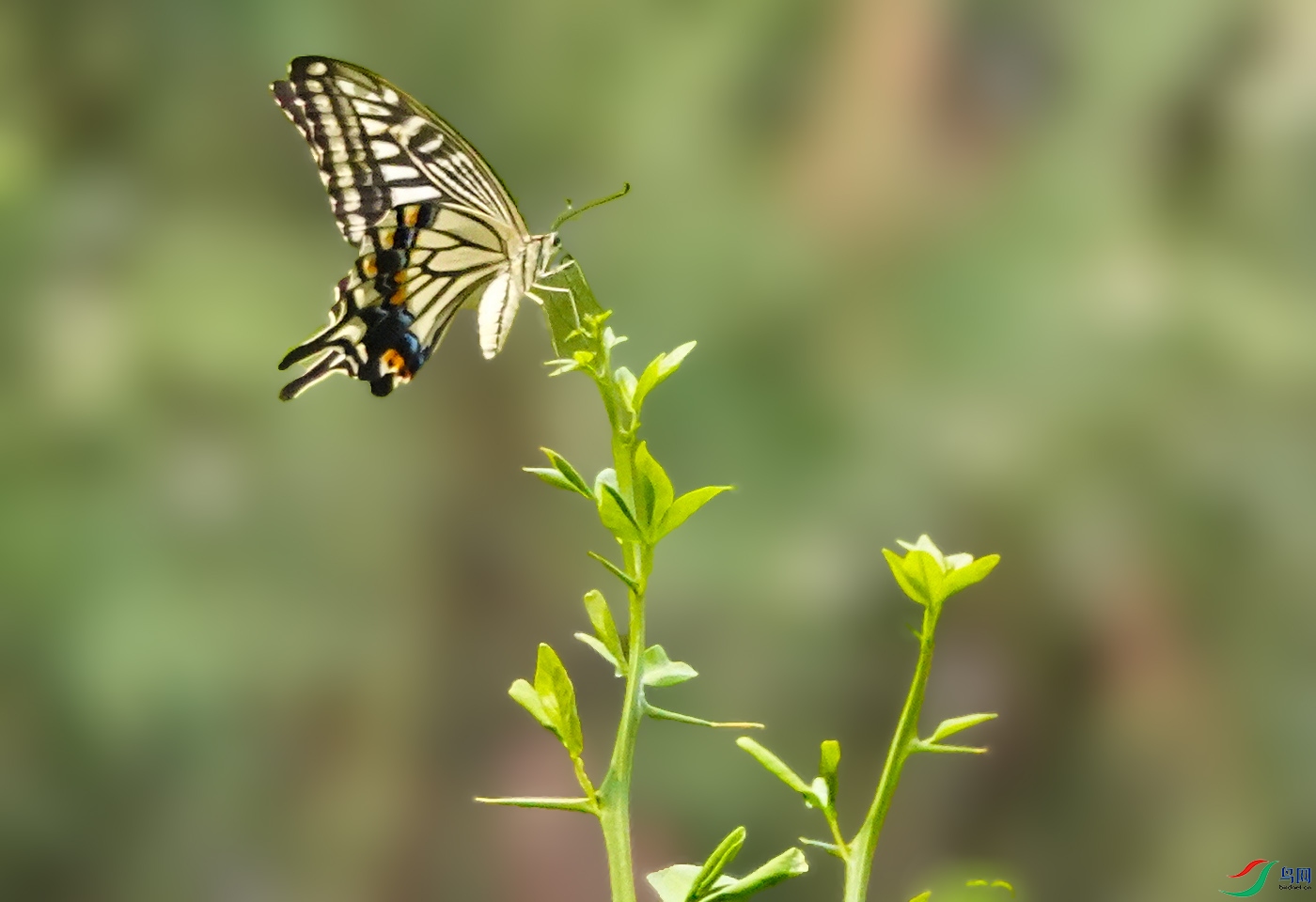 DSC06488 ����.jpg