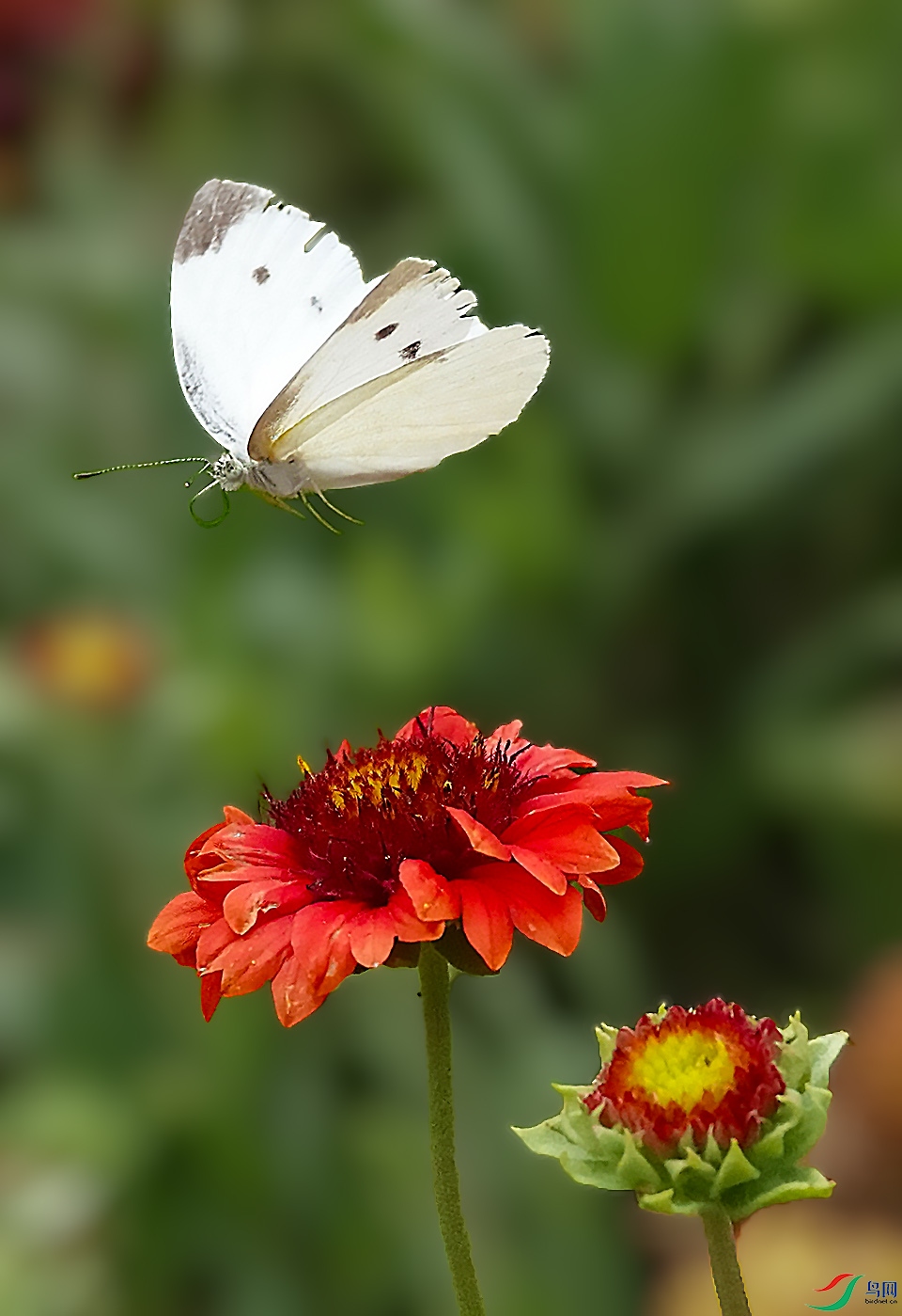 DSC06526 ����.jpg