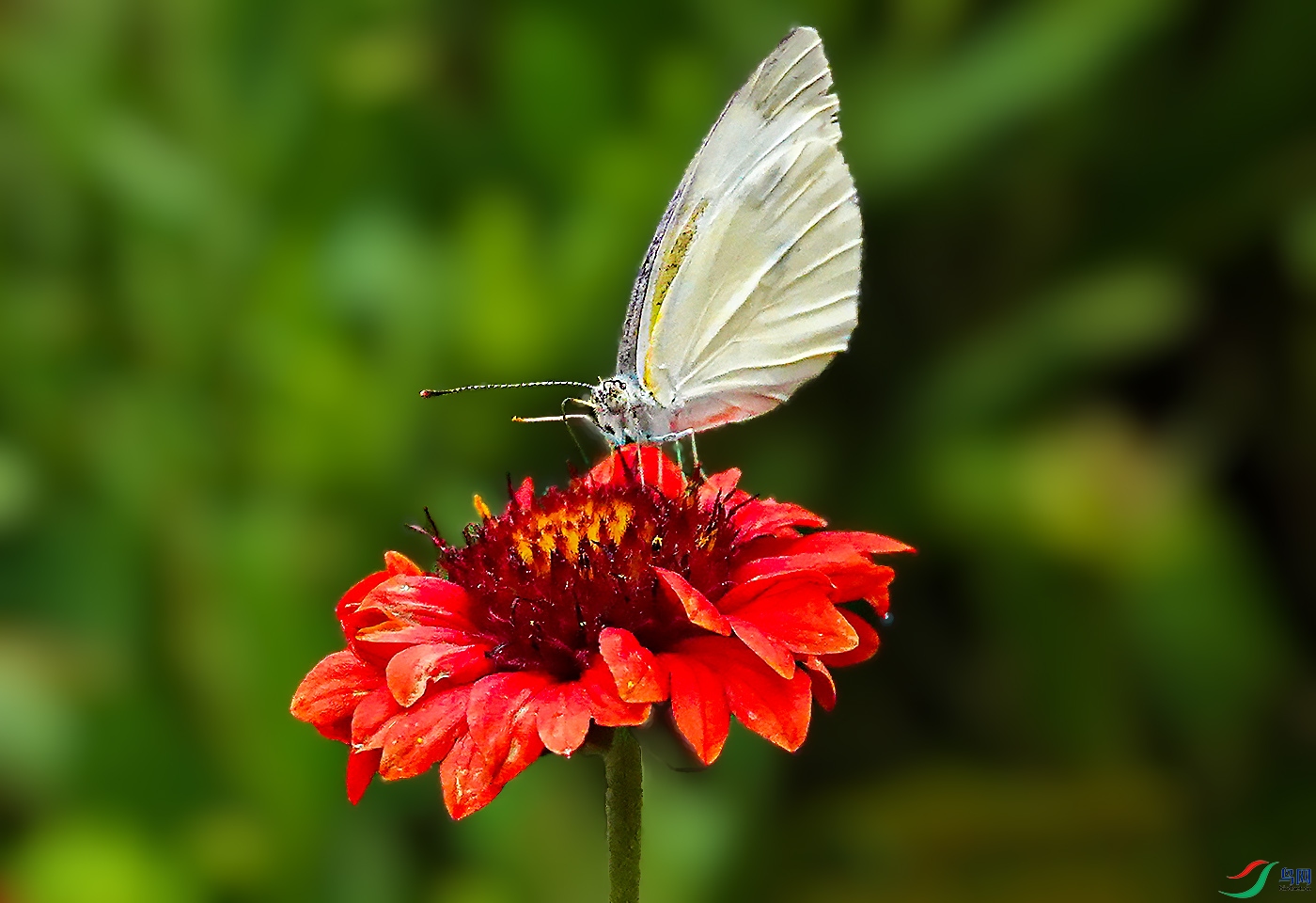 DSC06522 ����.jpg