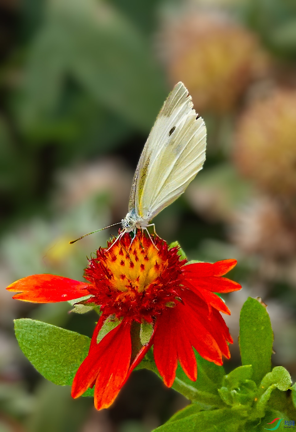 DSC06542 ����.jpg