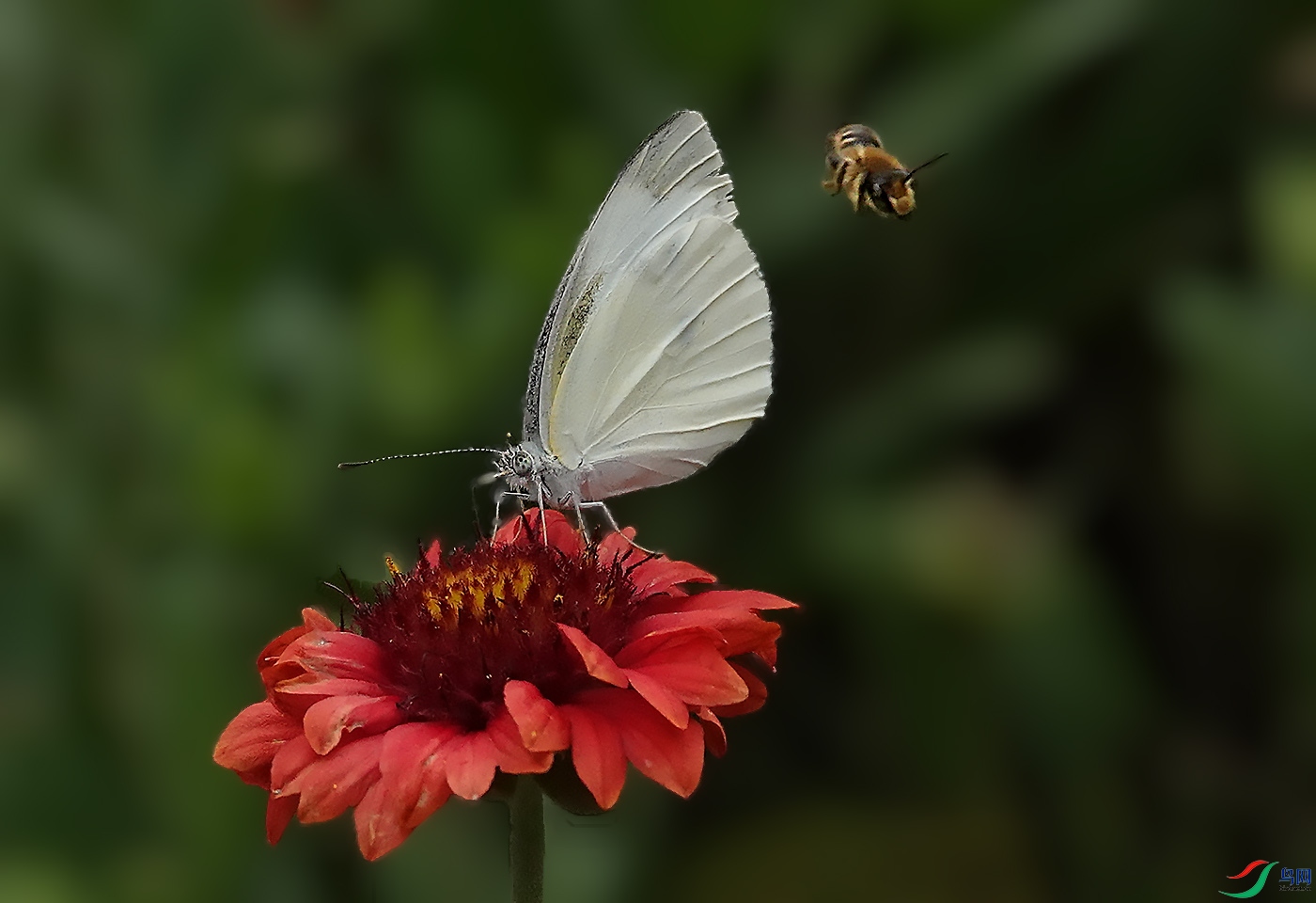 DSC06519 ����.jpg