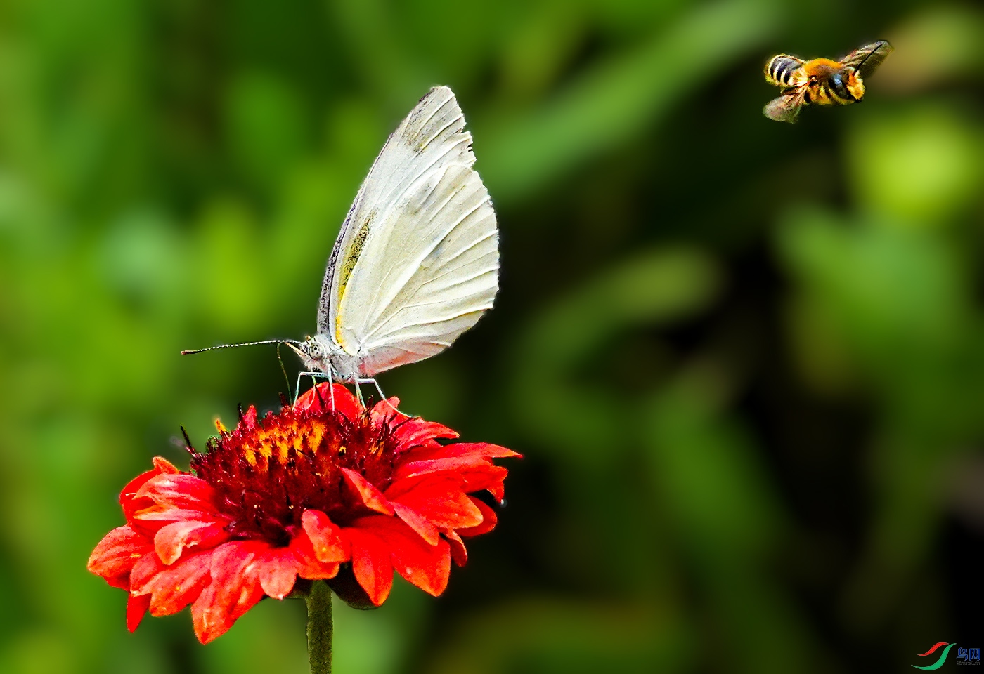 DSC06520 ����.jpg