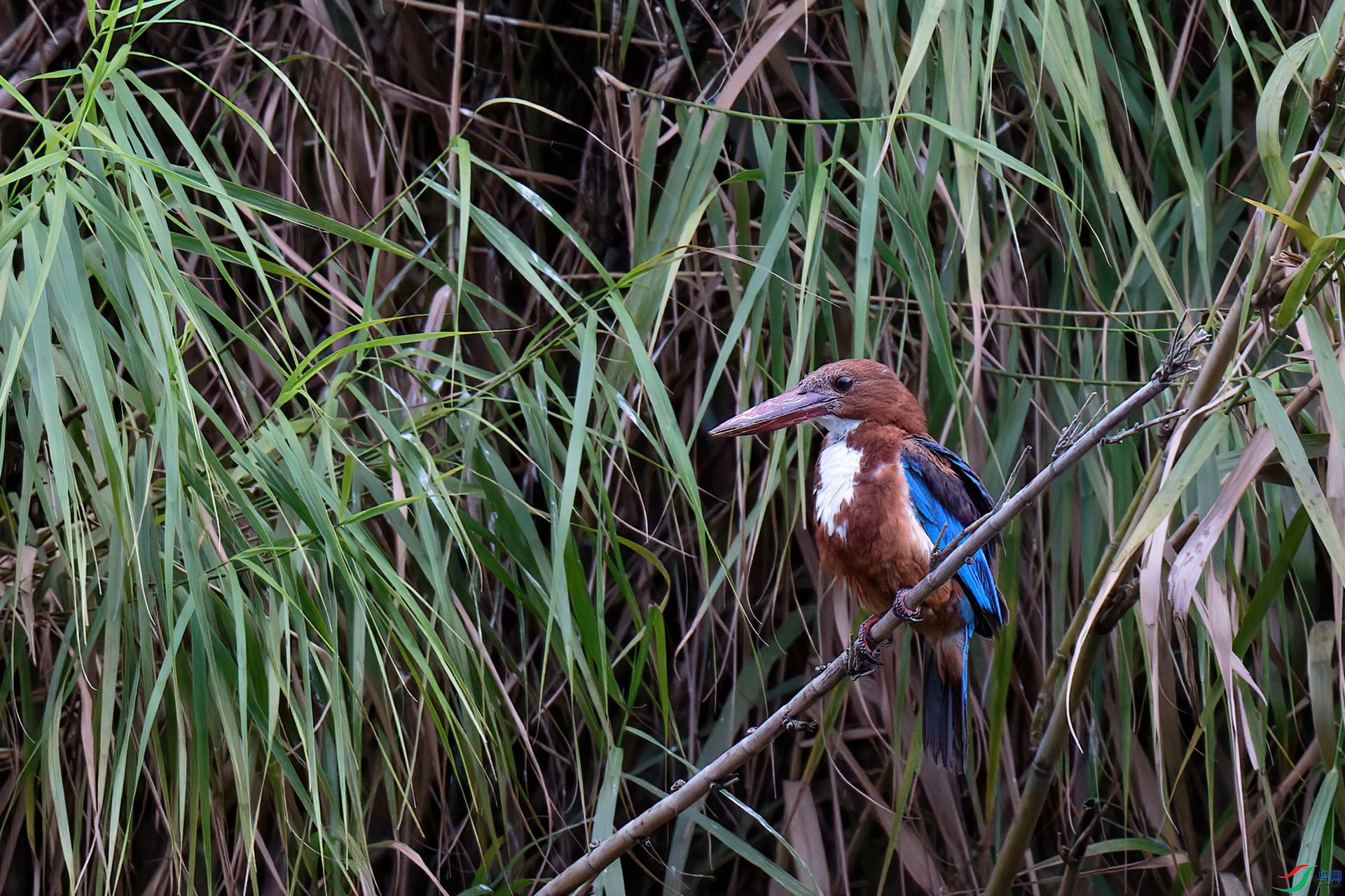 DSC_0474aa.jpg