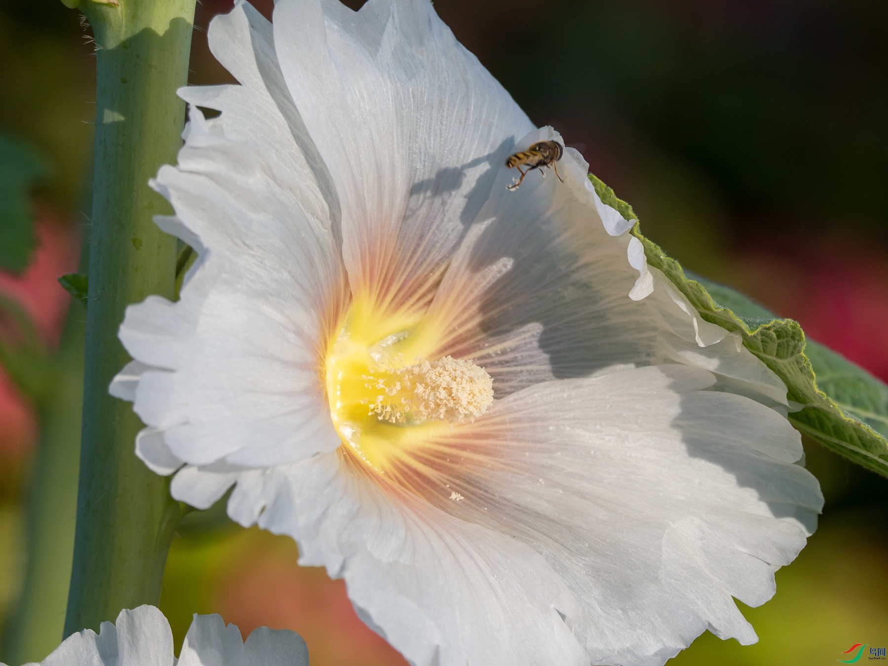 �����ʳ��Ӭ