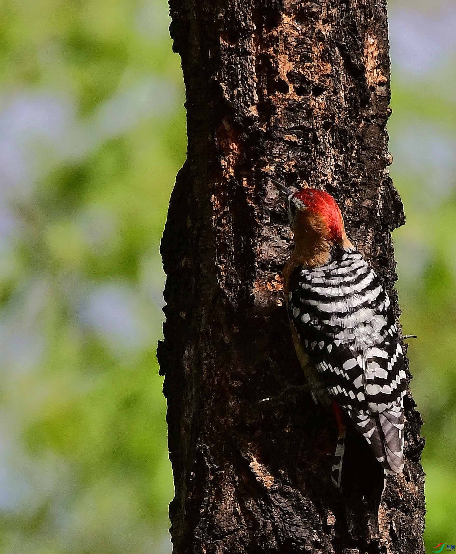 DSC_7413_����.jpg