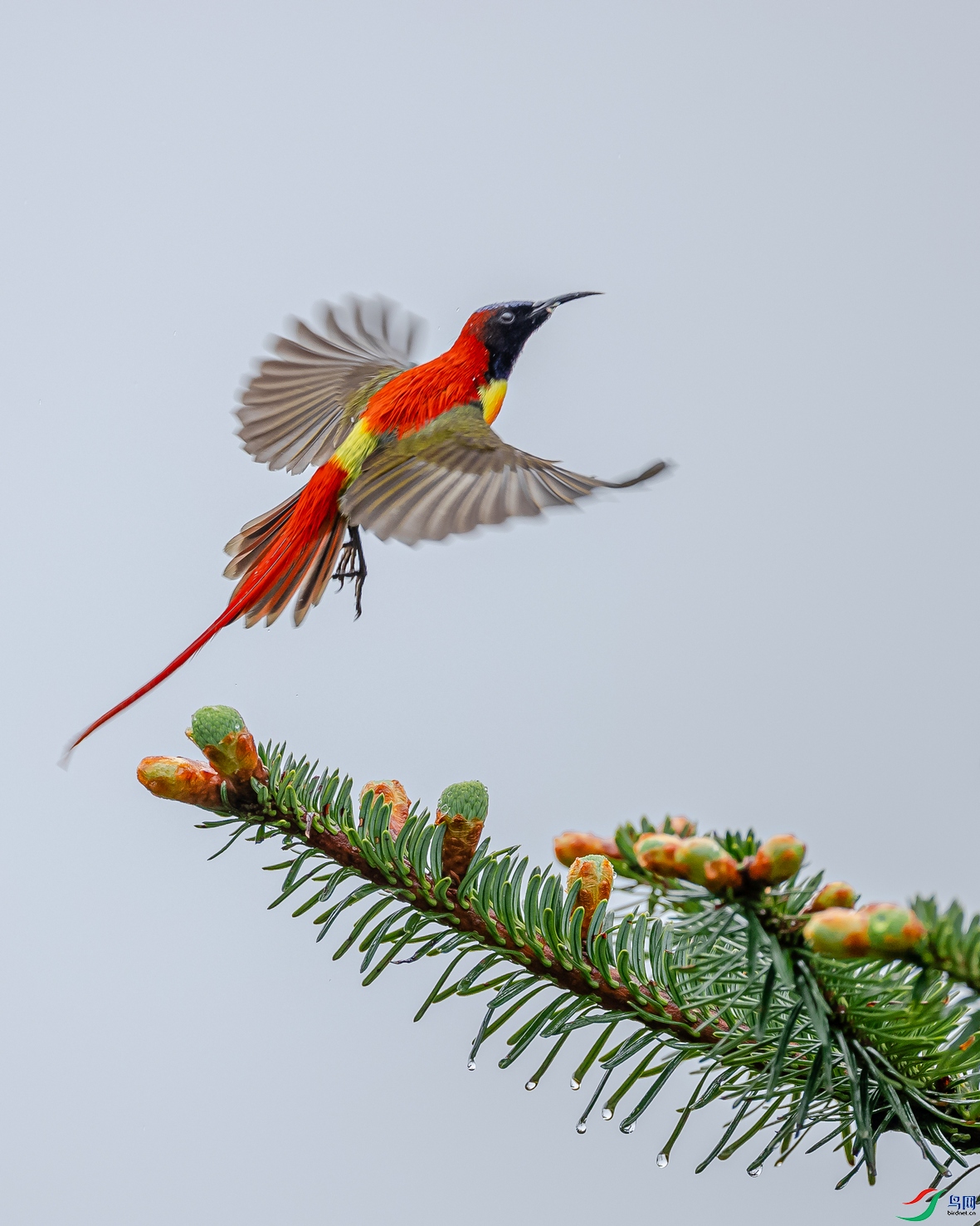 ����ɽ��β̫����