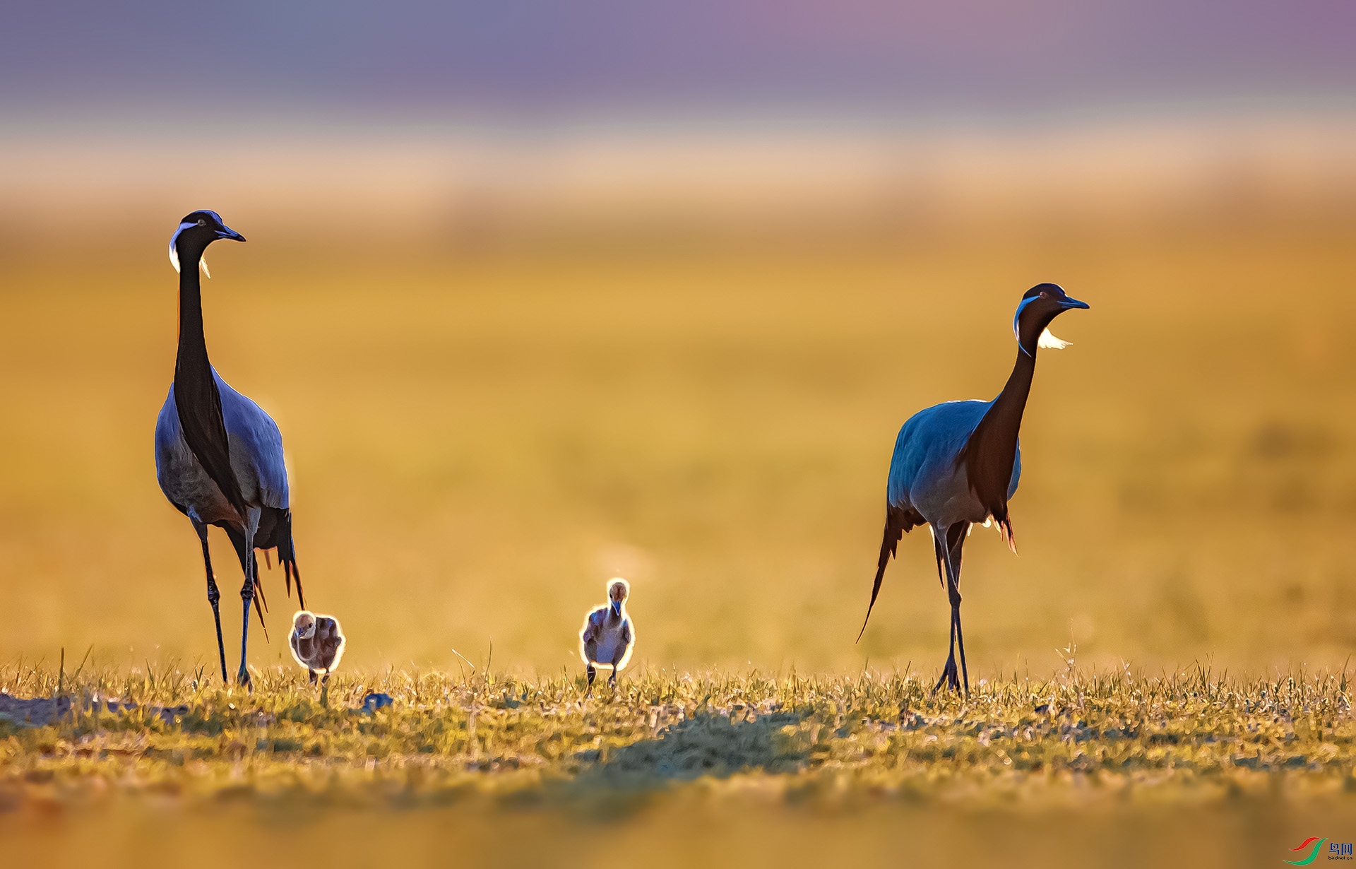 DSC_9643-1 ����.jpg