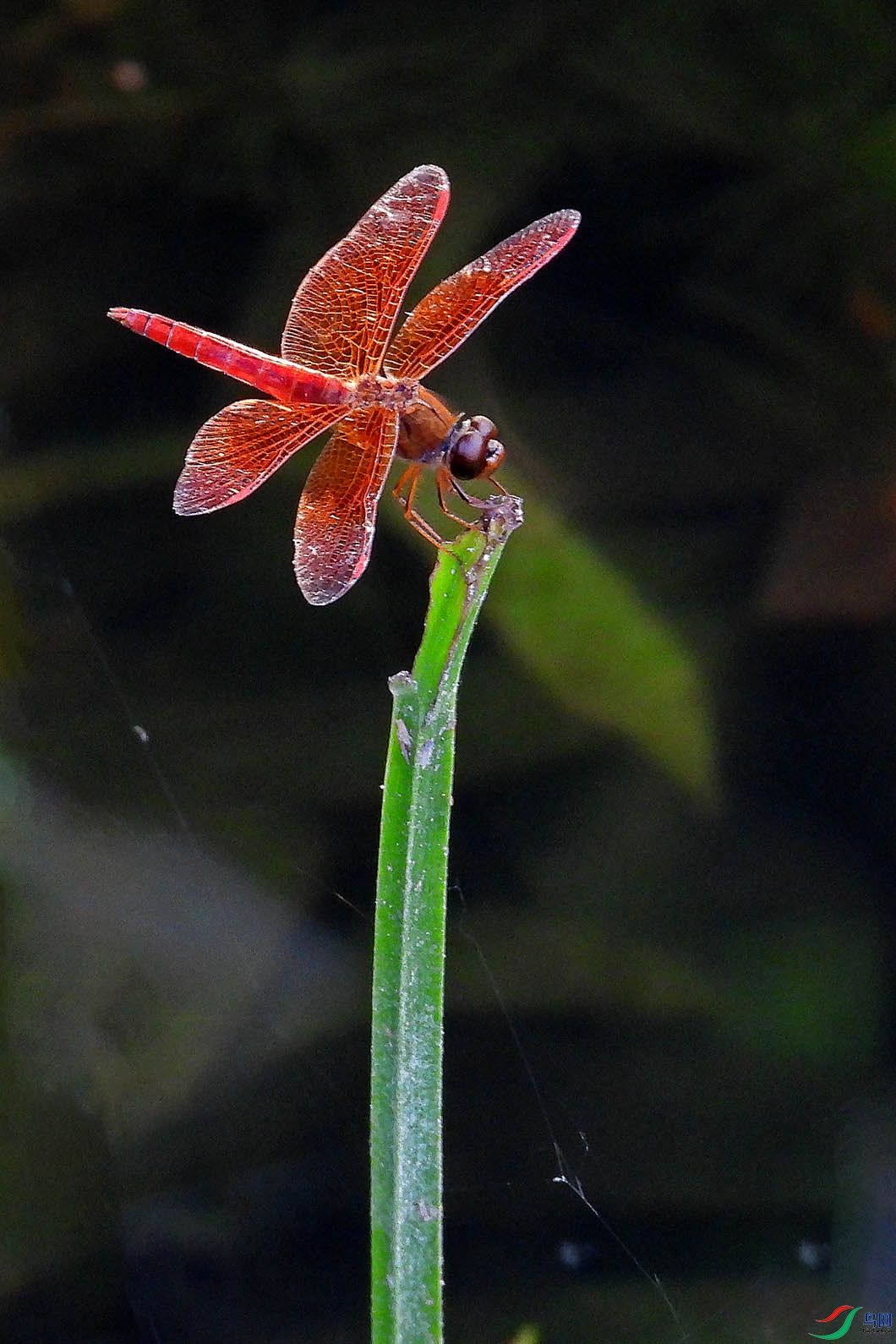 DSCN2510.jpg