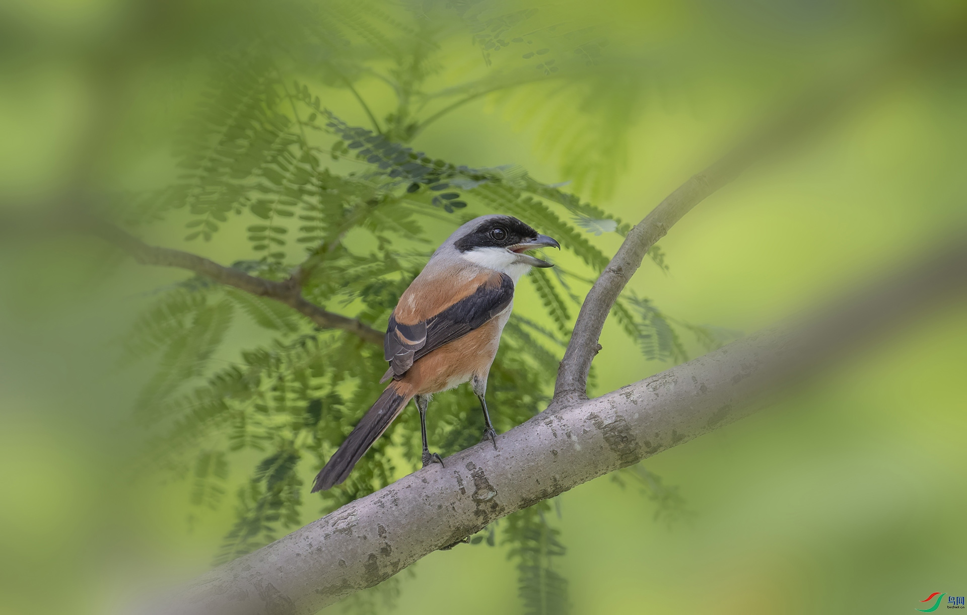 DSC_0055 ����.jpg