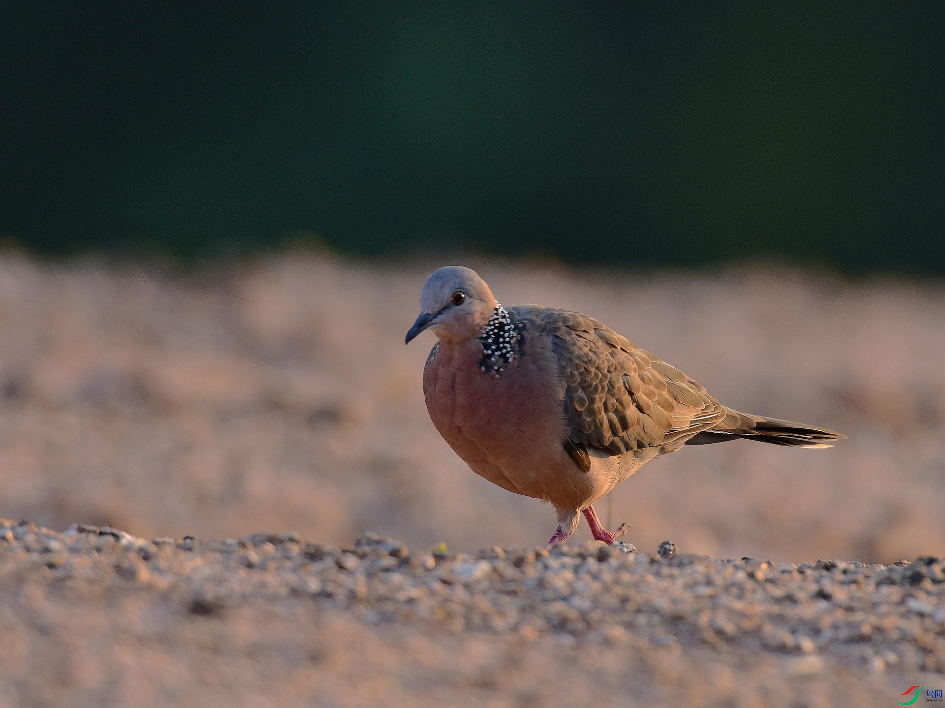 D8I_9948.jpg
