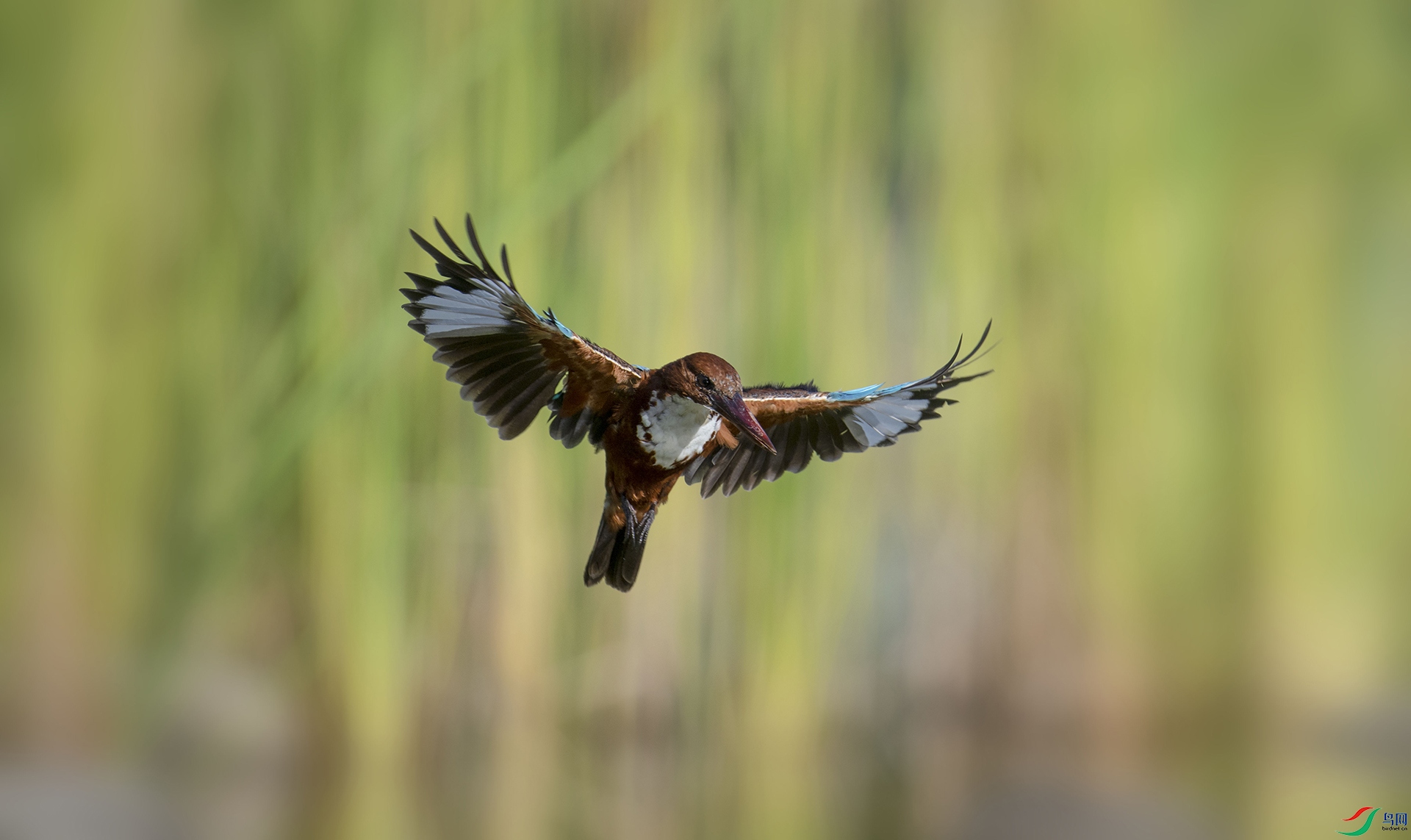 DSC_9748 ����.jpg