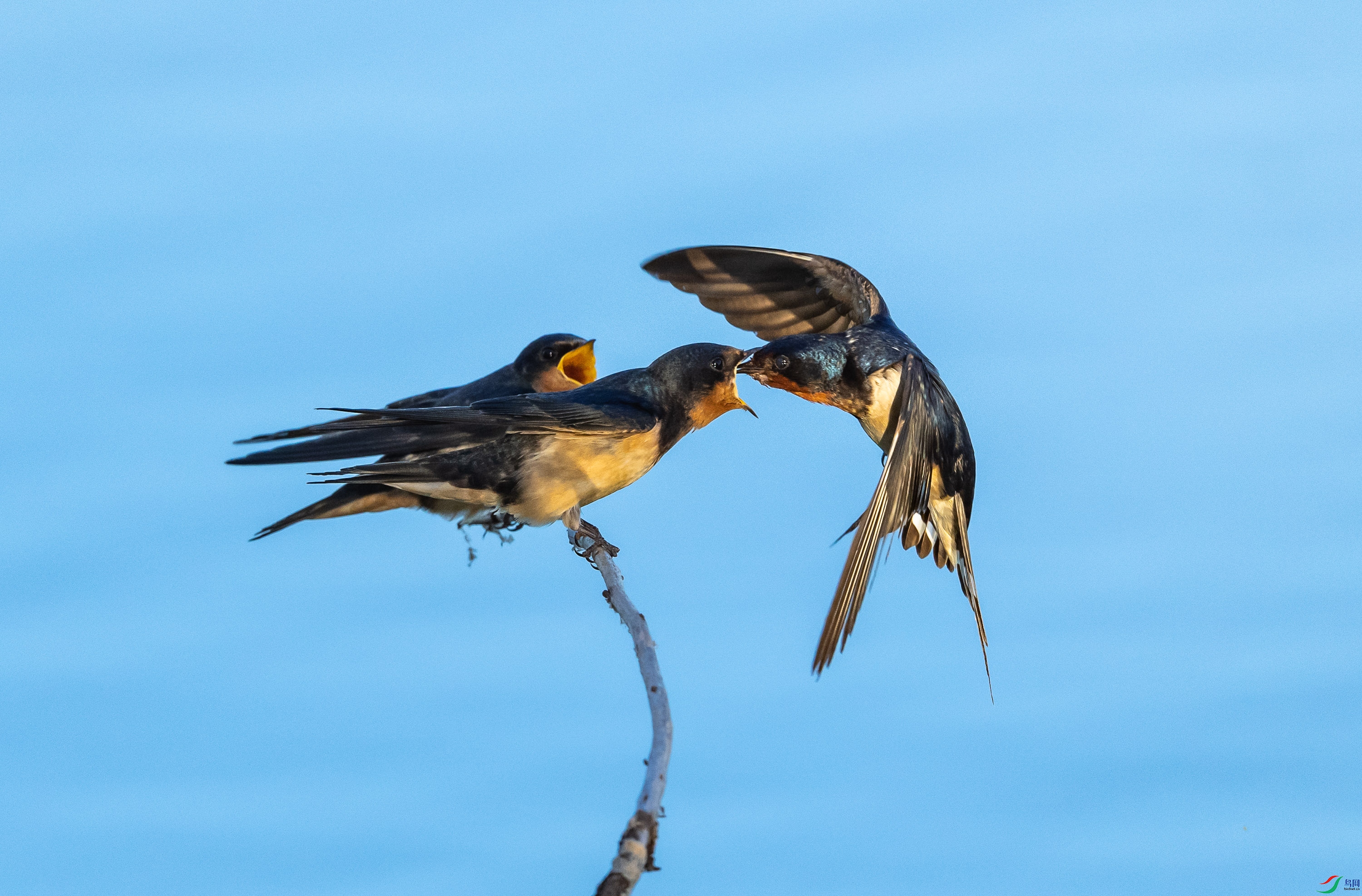 ����ι��