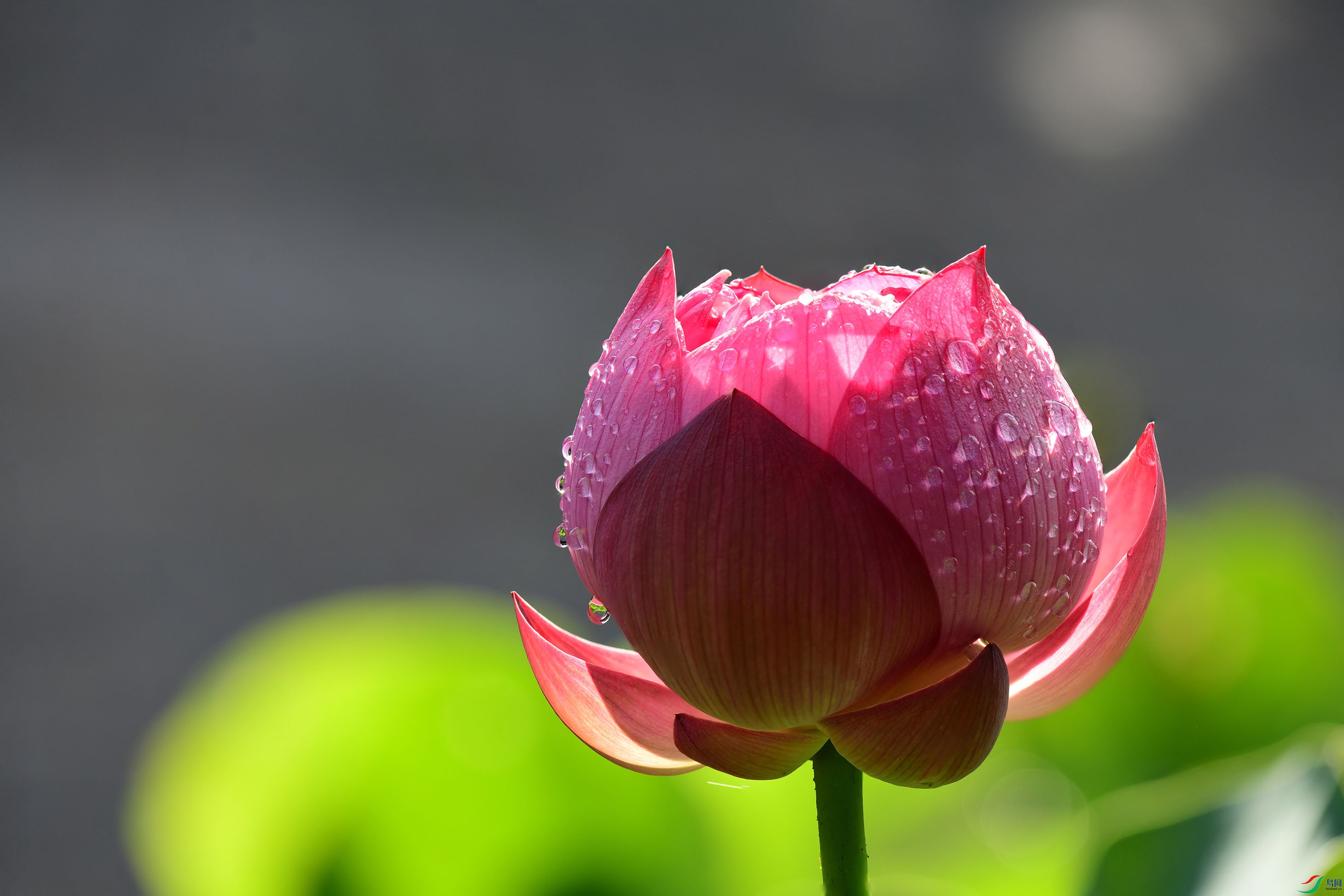 DSC_3055- ����.jpg