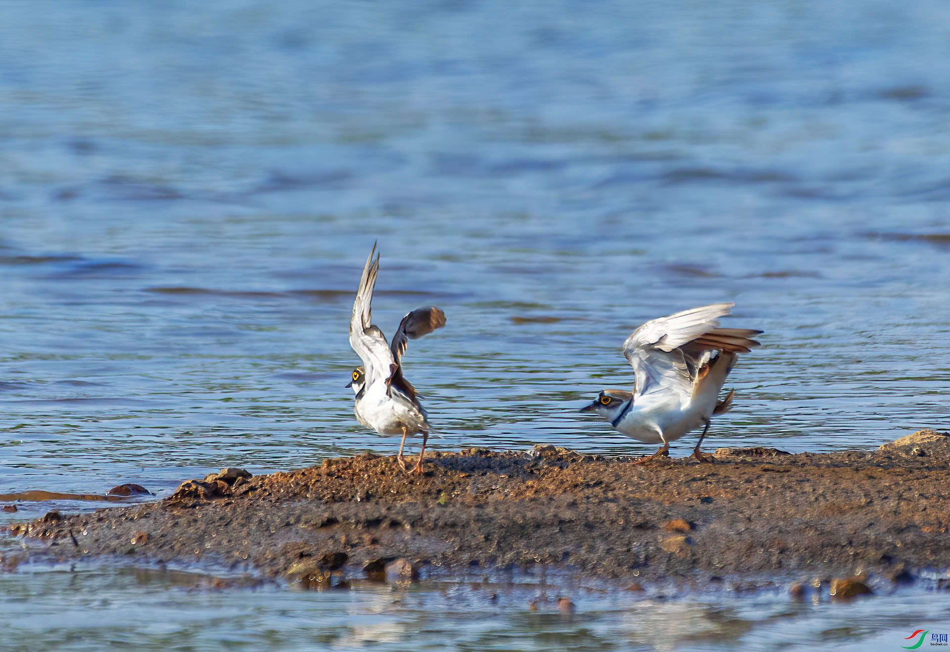 DSC_2102 ����.jpg