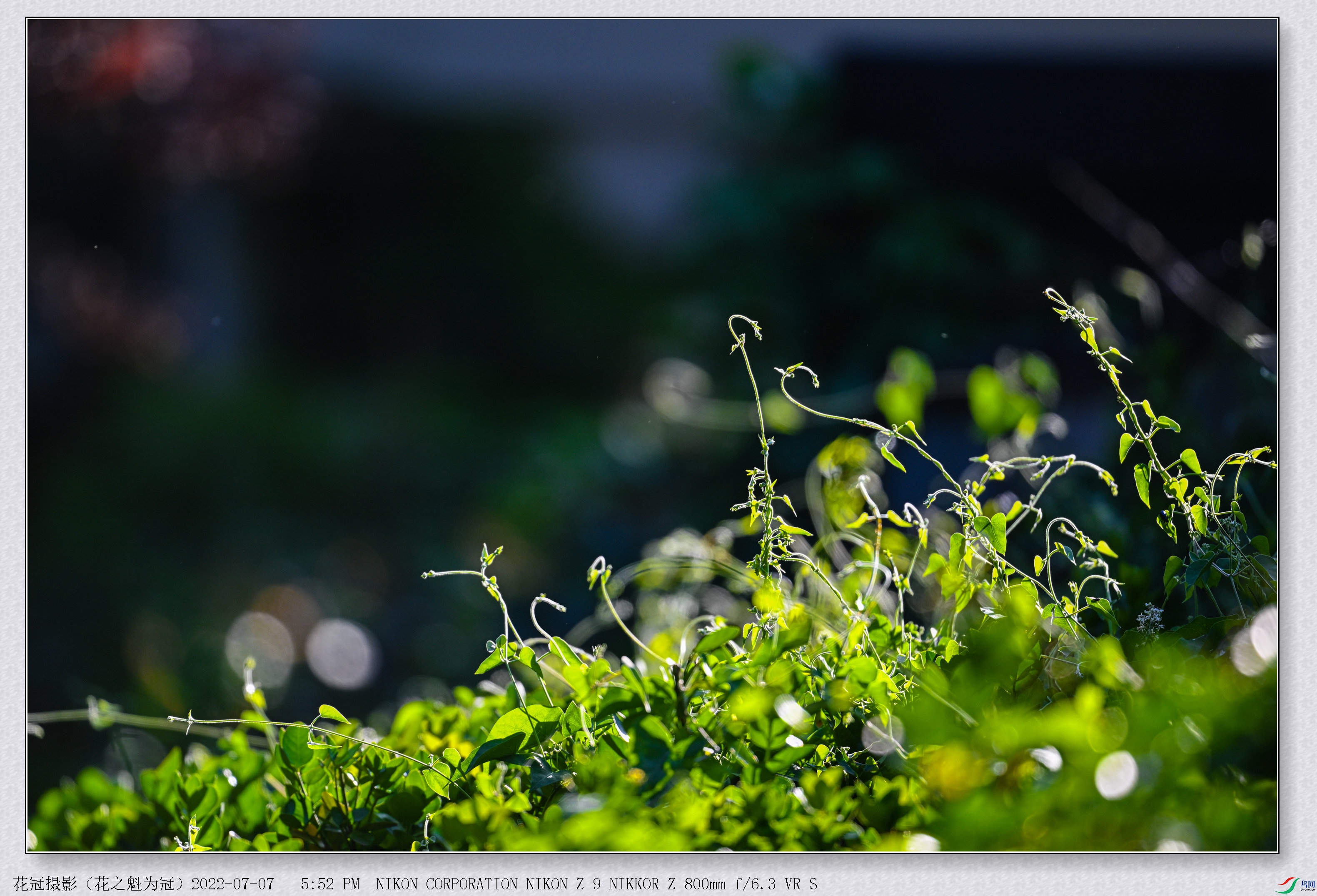 DSC_9110 (2)B-1_����.jpg