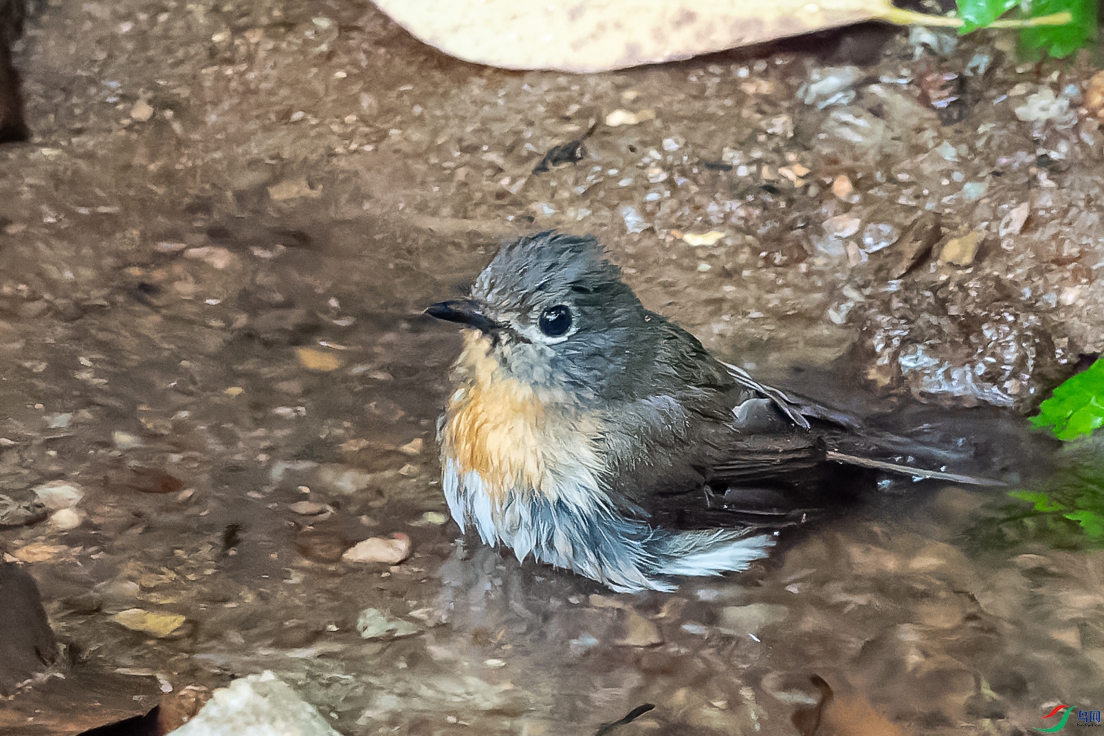 DSC00517-ARW_DxO_DeepPRIME-1.jpg