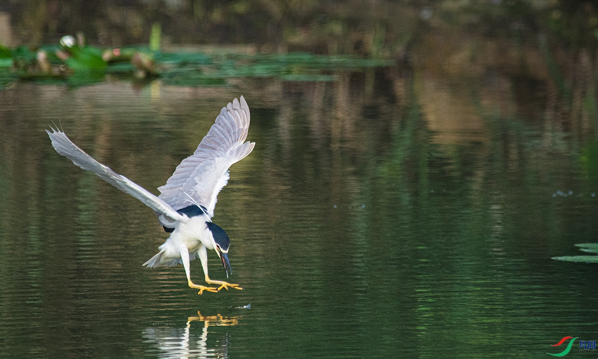 DSC_3979().jpg