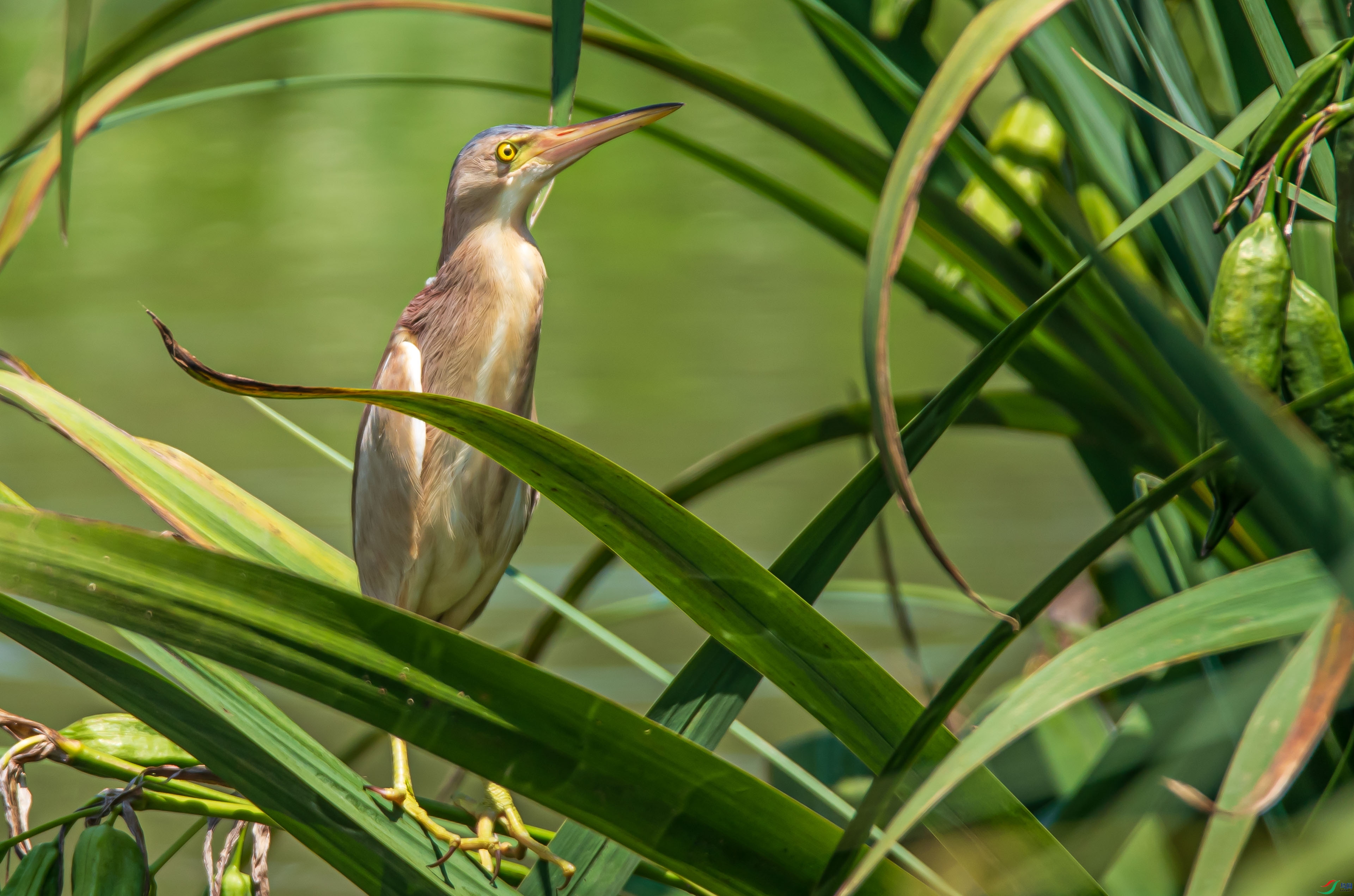 DSC_3336.jpg