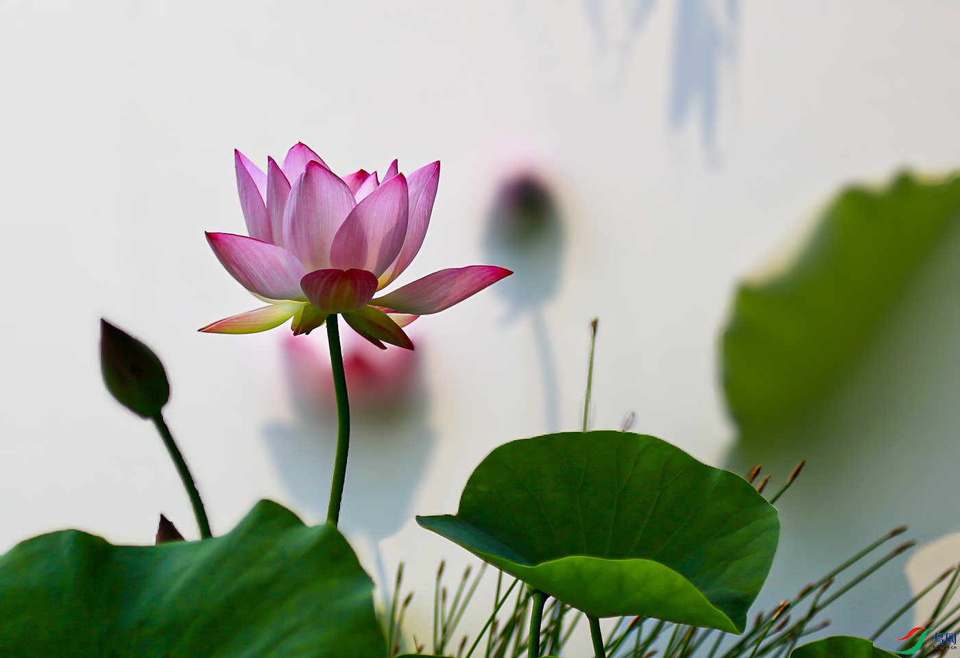 _W1A1944 ����.jpg