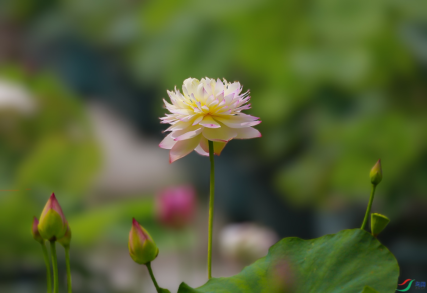 _W1A2398 ����.jpg