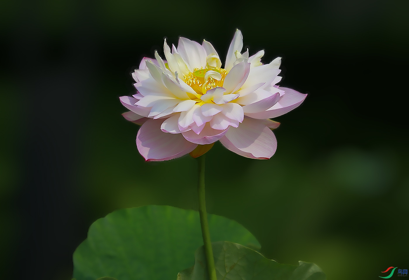 _W1A2239 ����.jpg