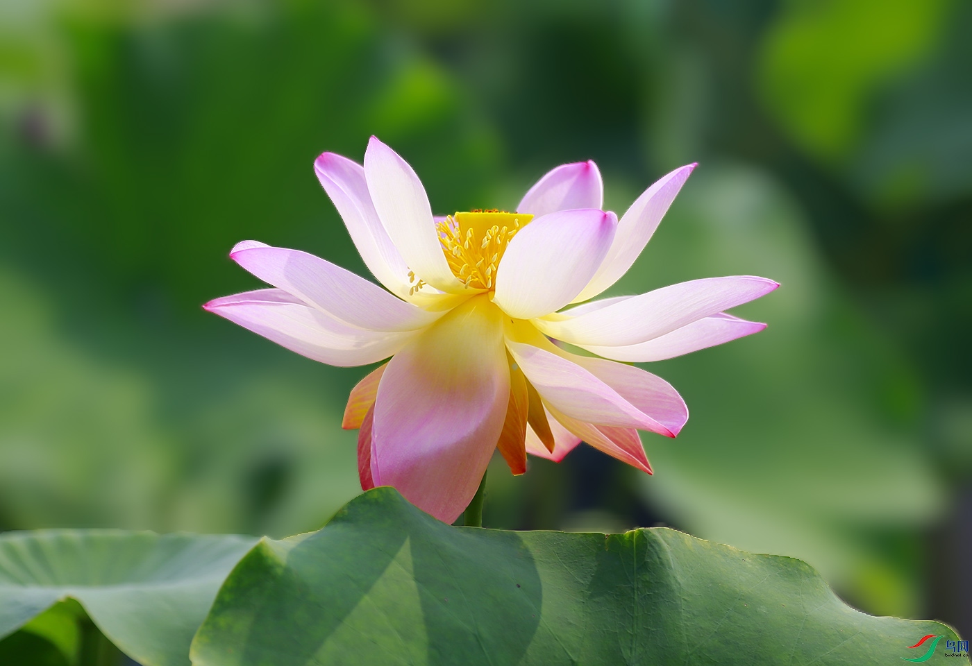 _W1A2113 ����.jpg