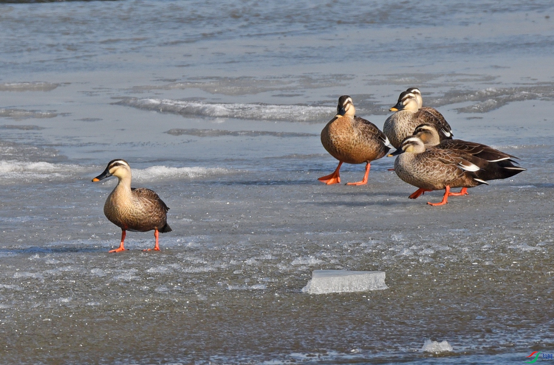 DSC_5509.jpg