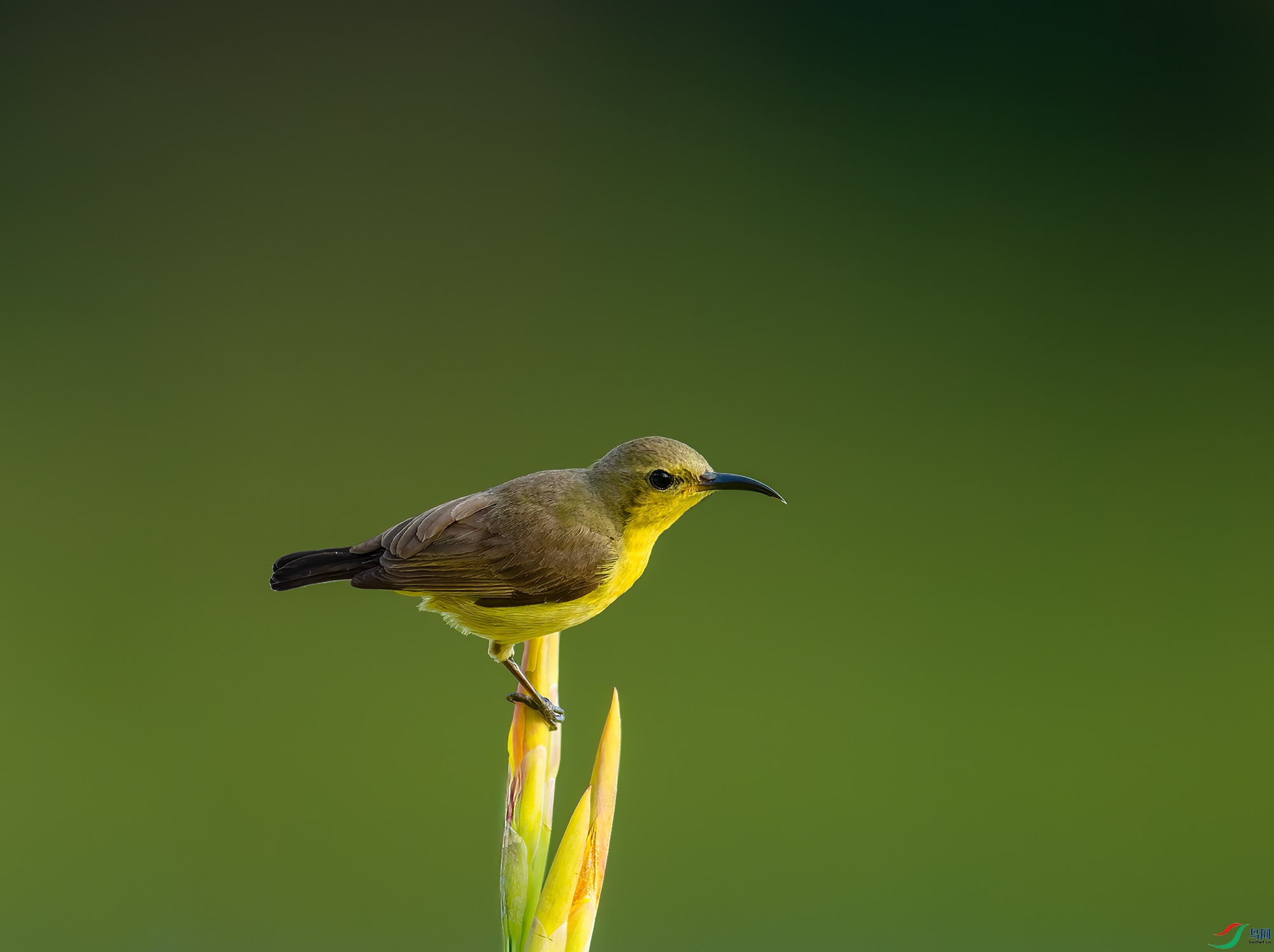 DSC_3660-NEF_DxO_DeepPRIME-����ǿ ����.jpg