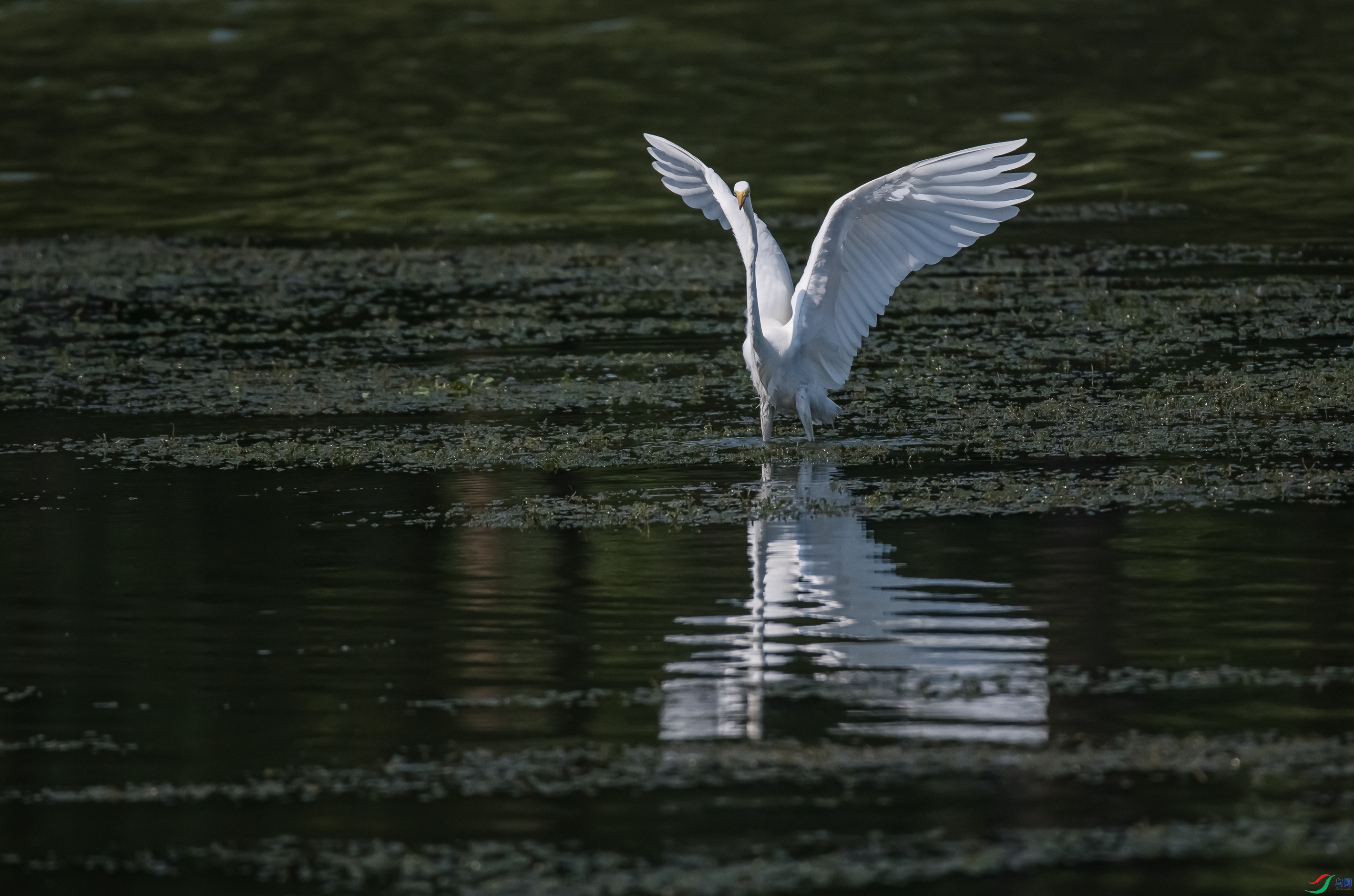 DSC_6072.jpg