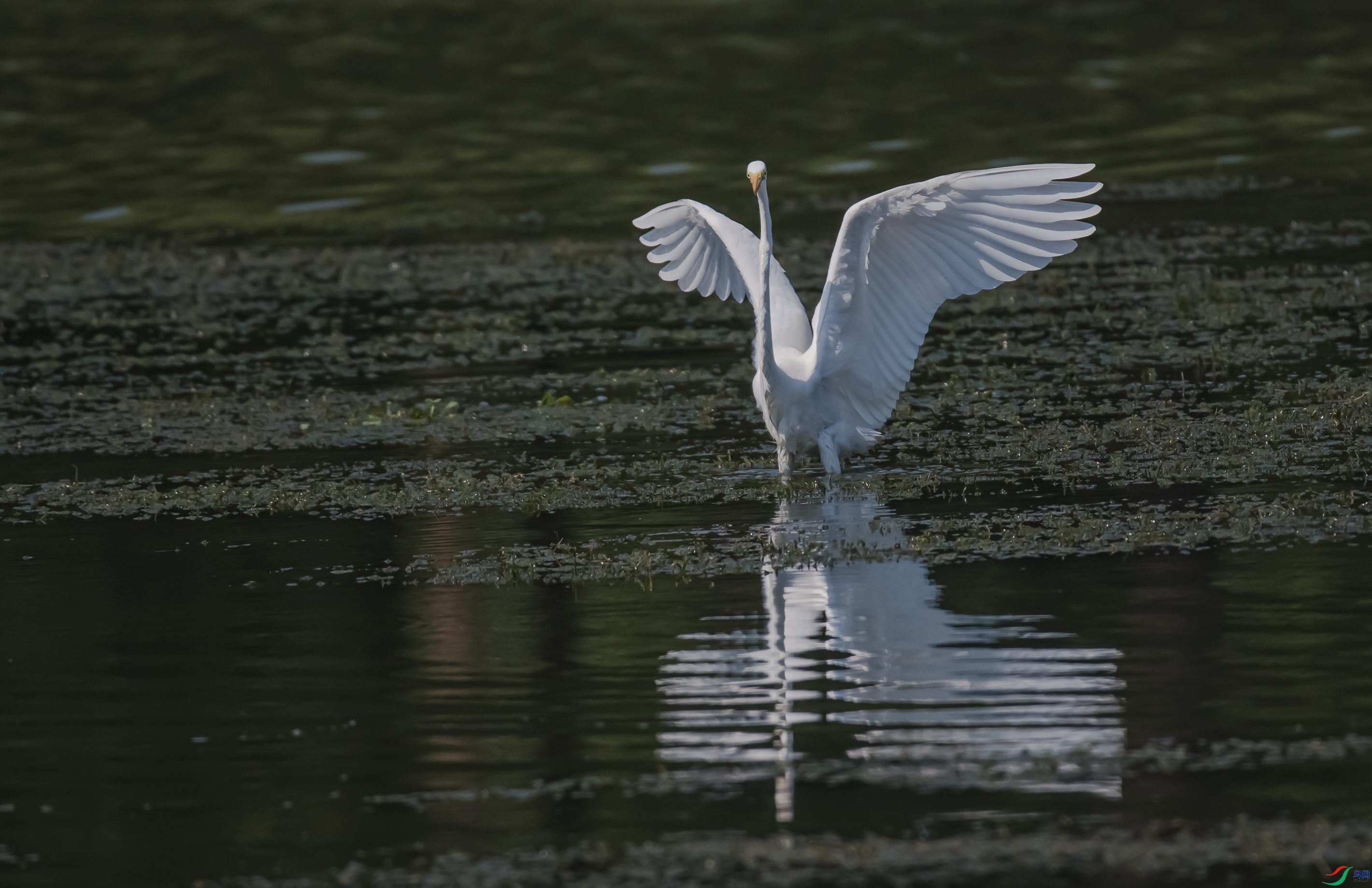 DSC_6075.jpg