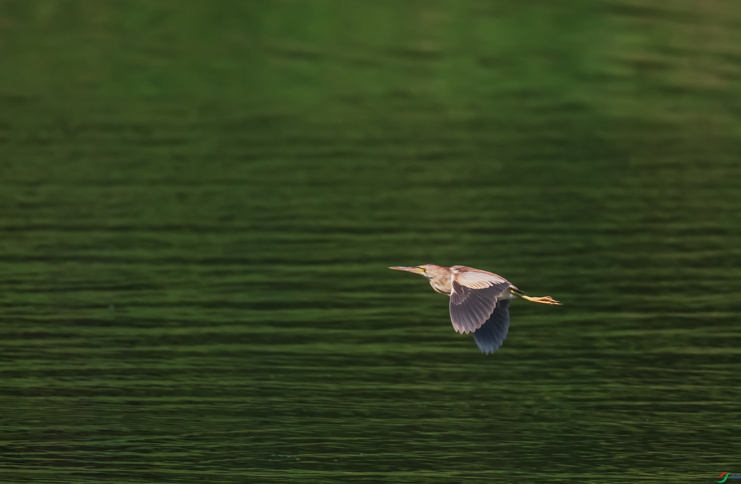 DSC_6081.jpg