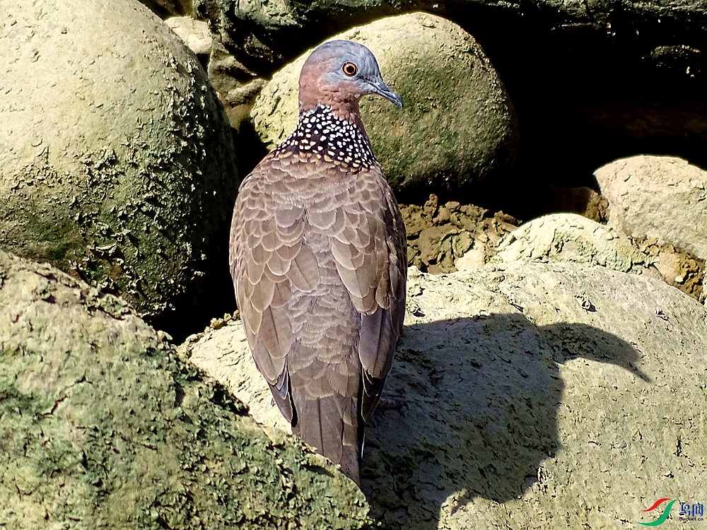 ���� (5).jpg