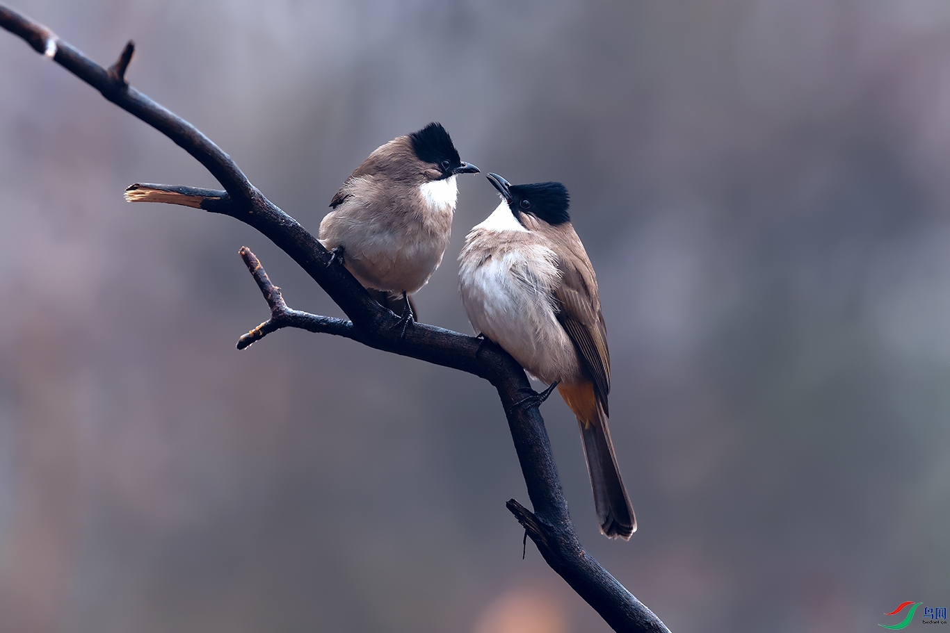 DSC_8008_DxOa.jpg