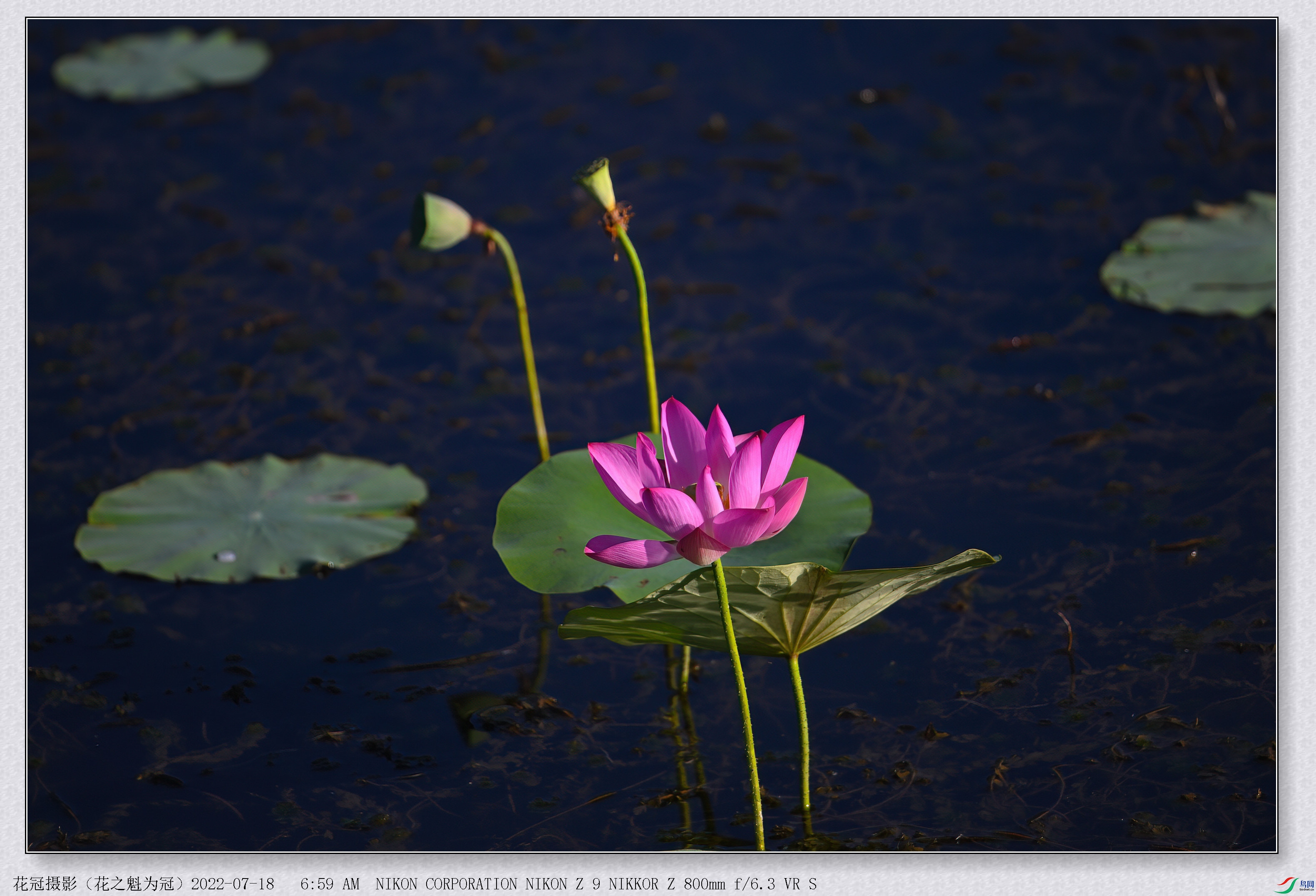 DSC_3122B-1-DeNoiseAI-low-light_����.jpg