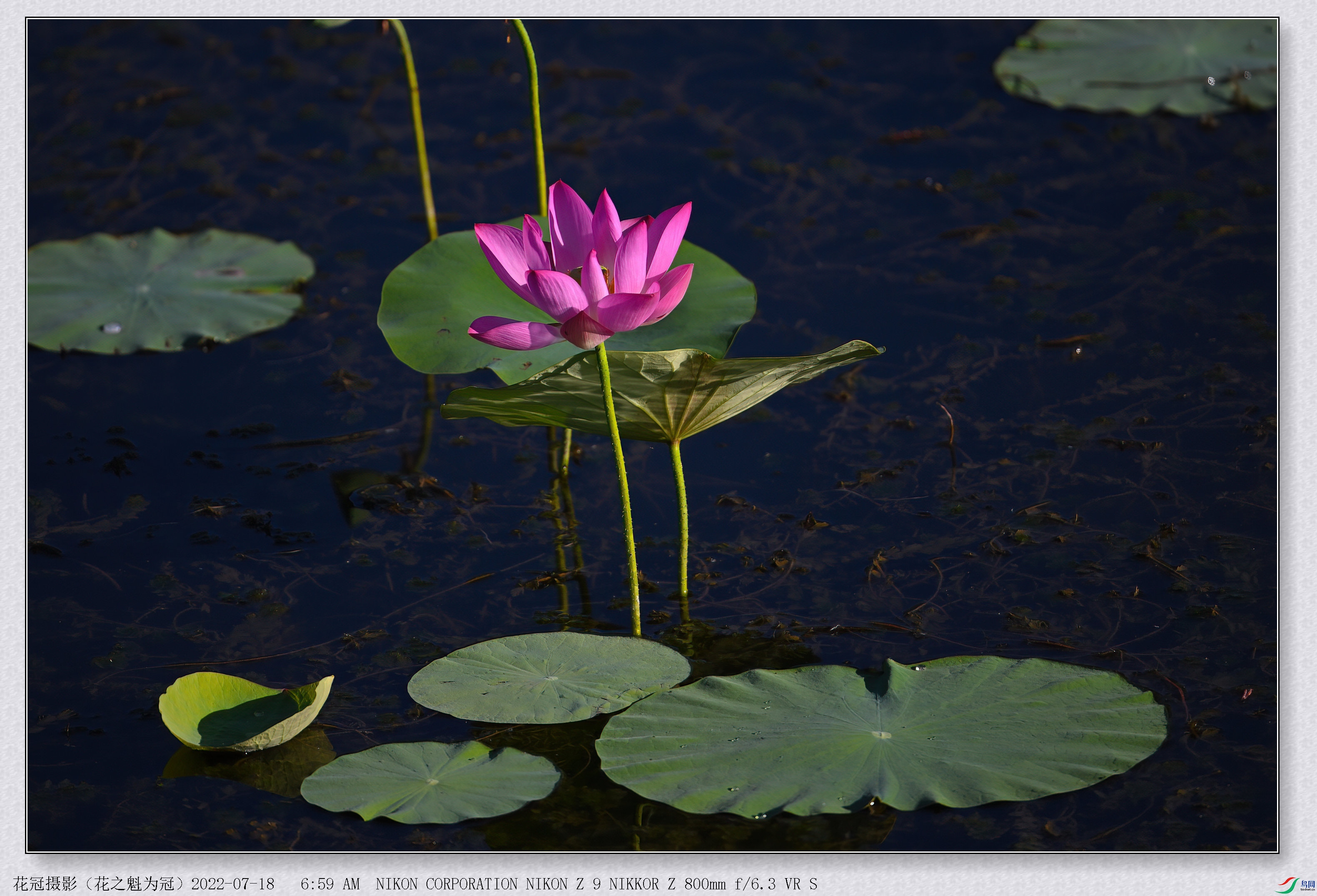 DSC_3124B-1-DeNoiseAI-low-light_����.jpg