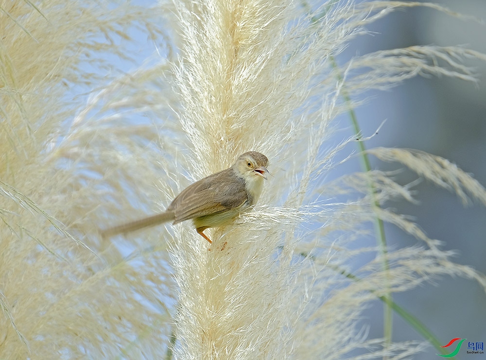 _DSF5440.JPG