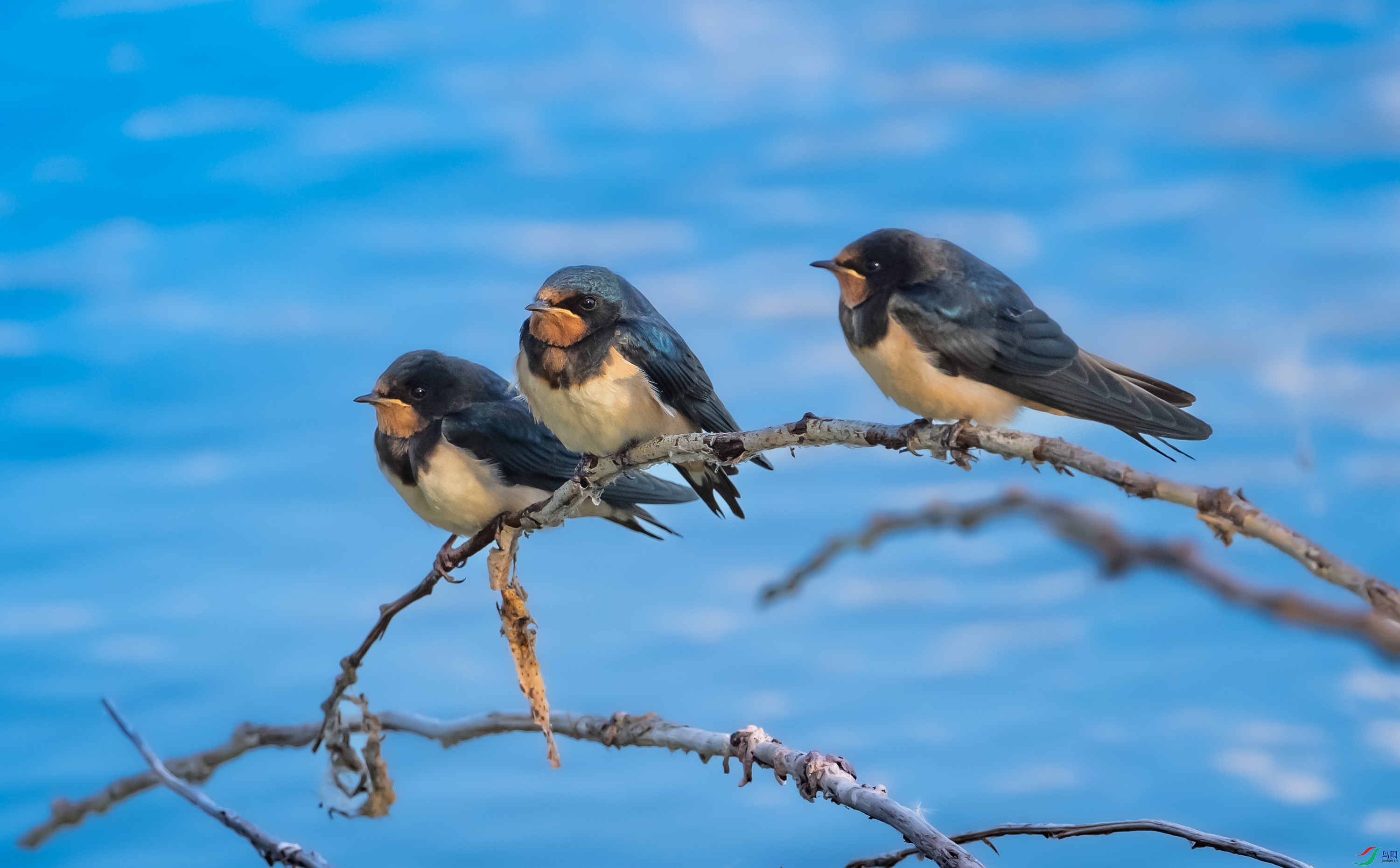 ��ֻ����