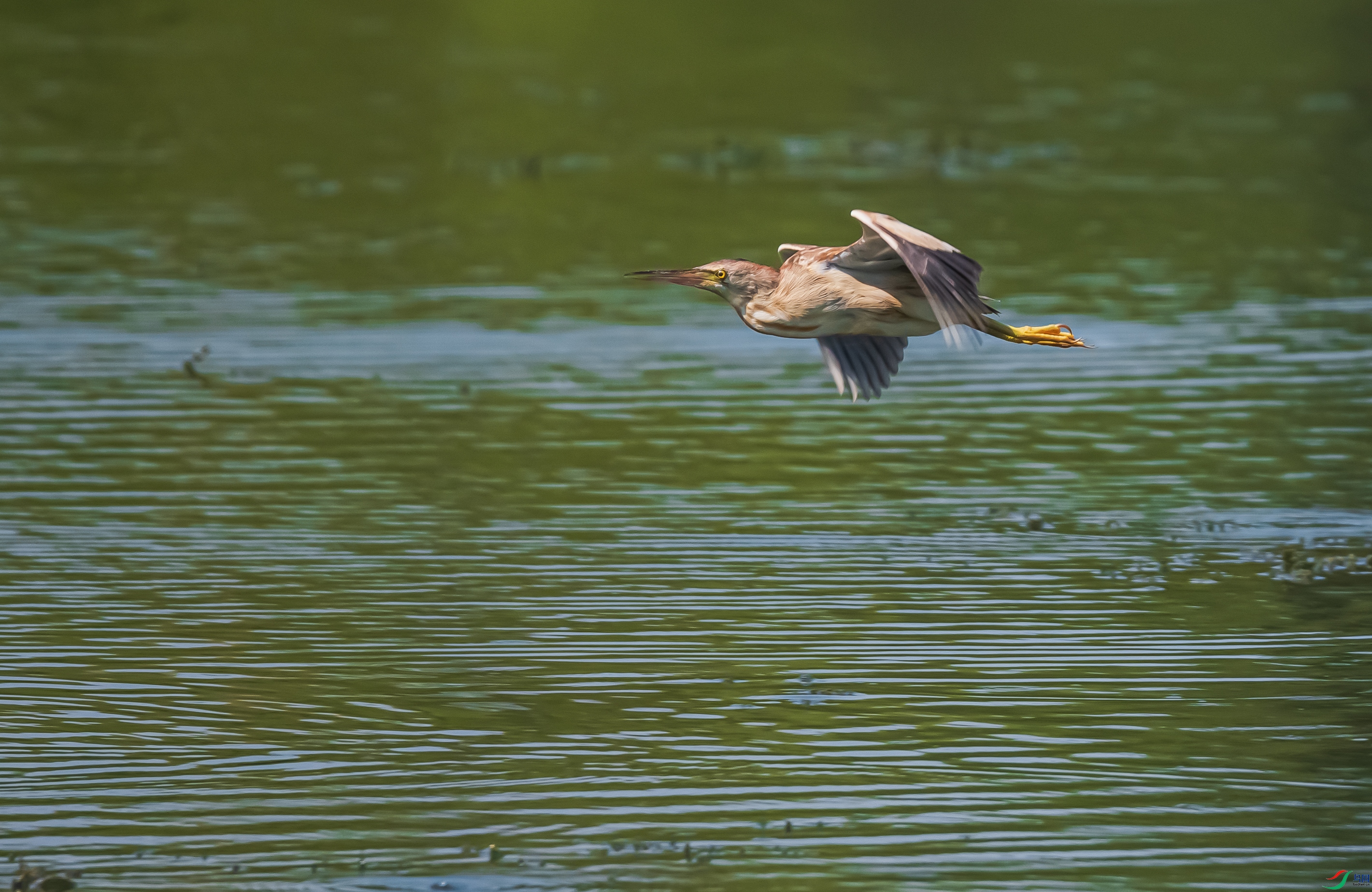DSC_6094.jpg
