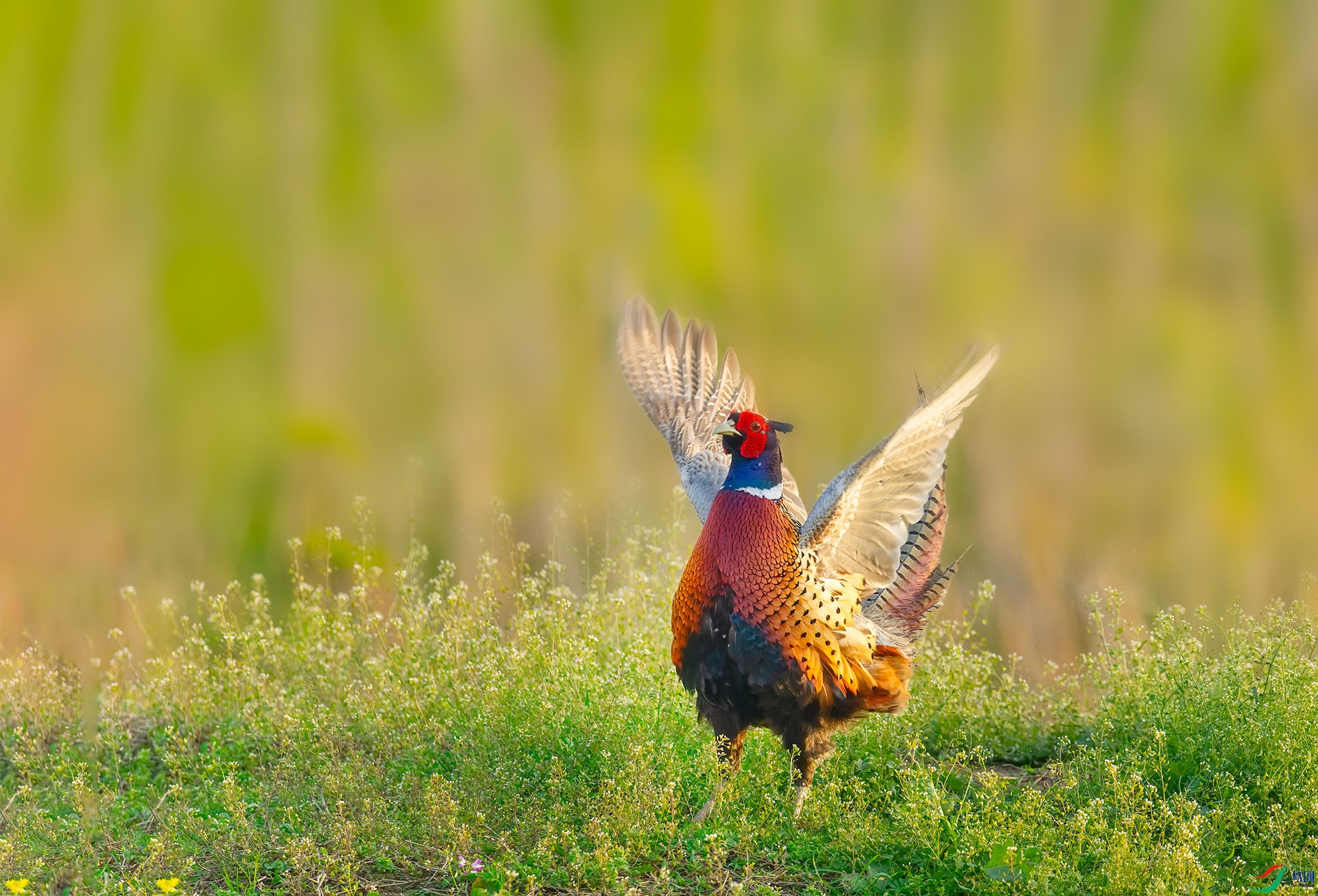 DSC_4169-1.jpg