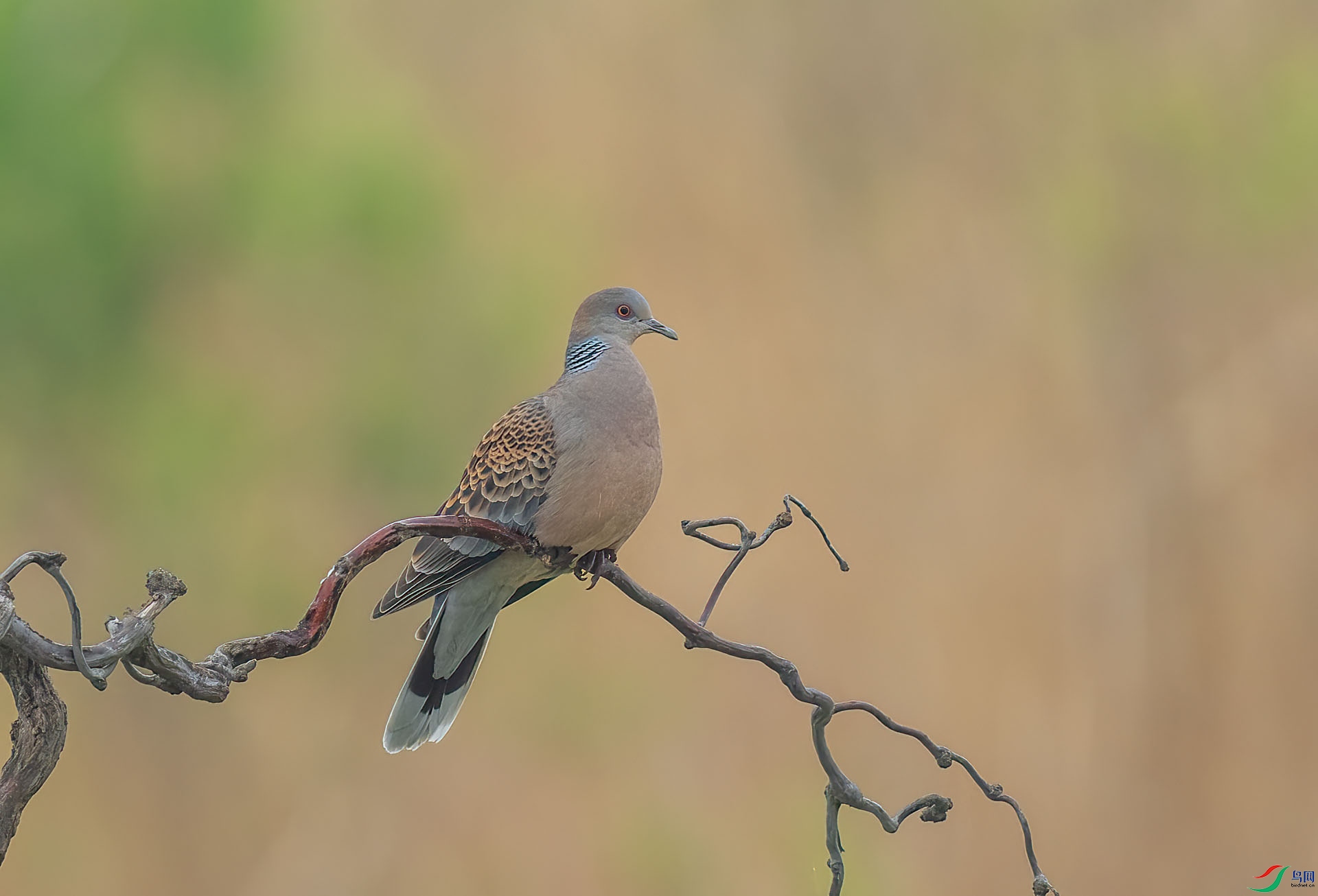 DSC_9272 ����.jpg