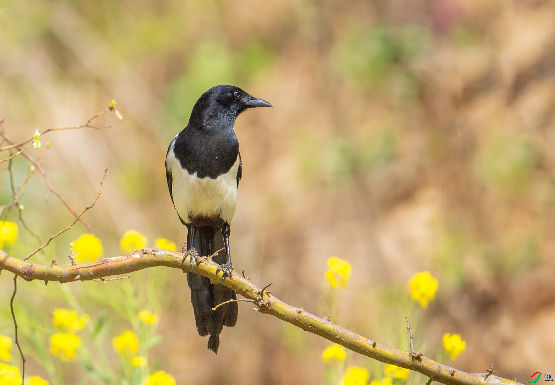 DSC_2862 ����.jpg