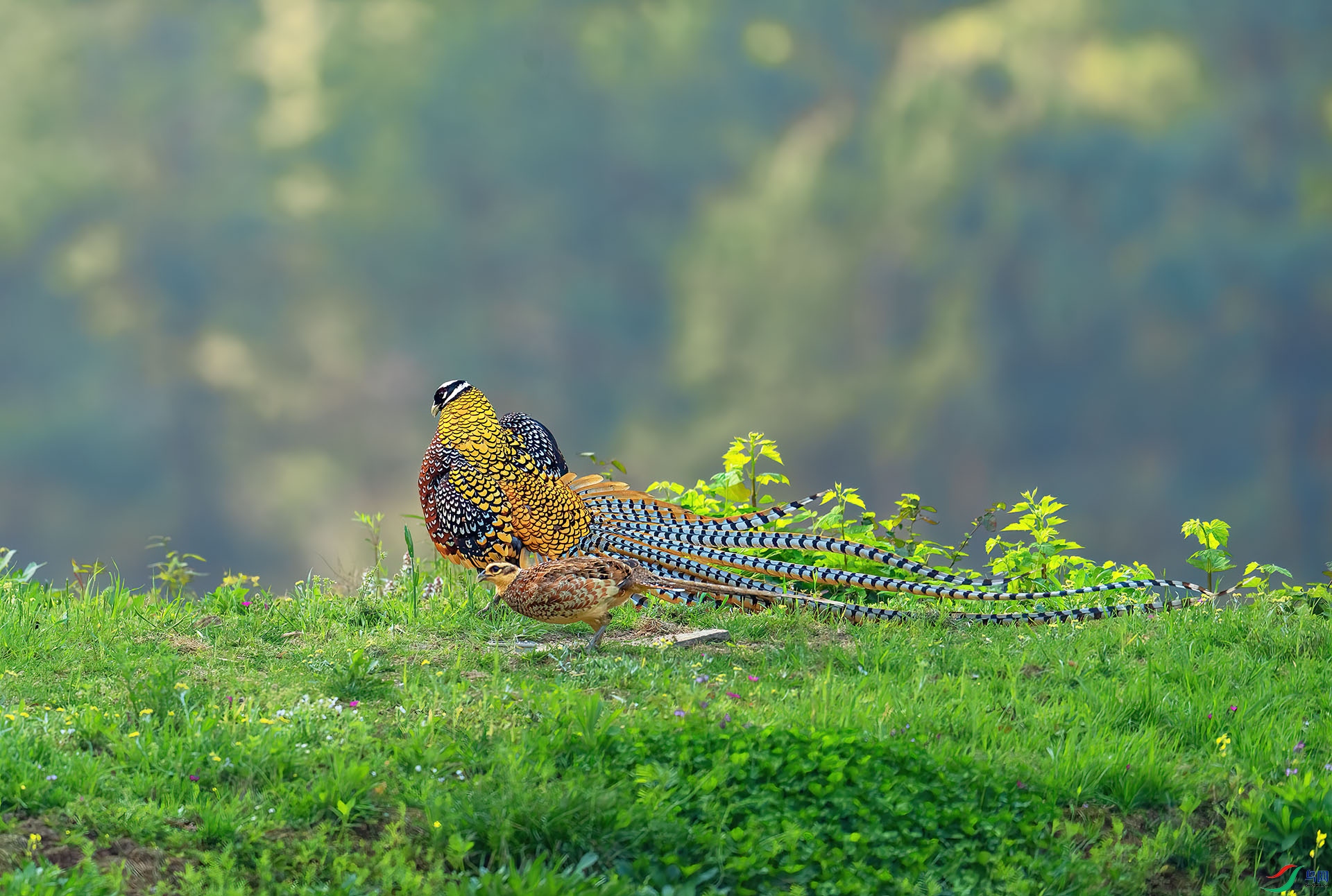 DSC_2921-1.jpg