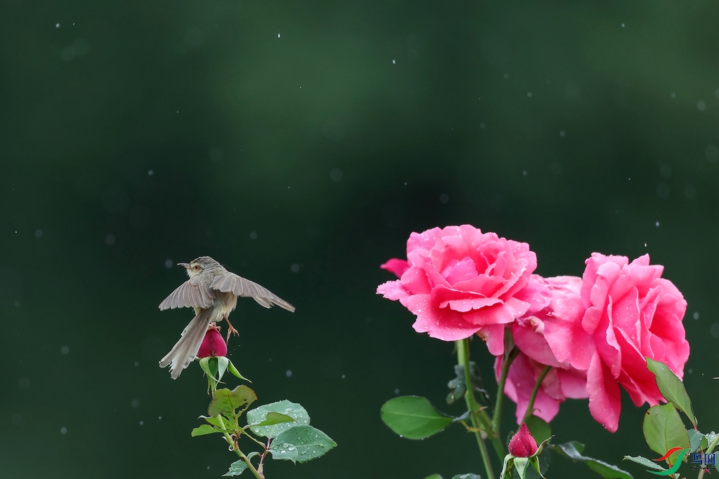 0E2A9651 ����_����.jpg